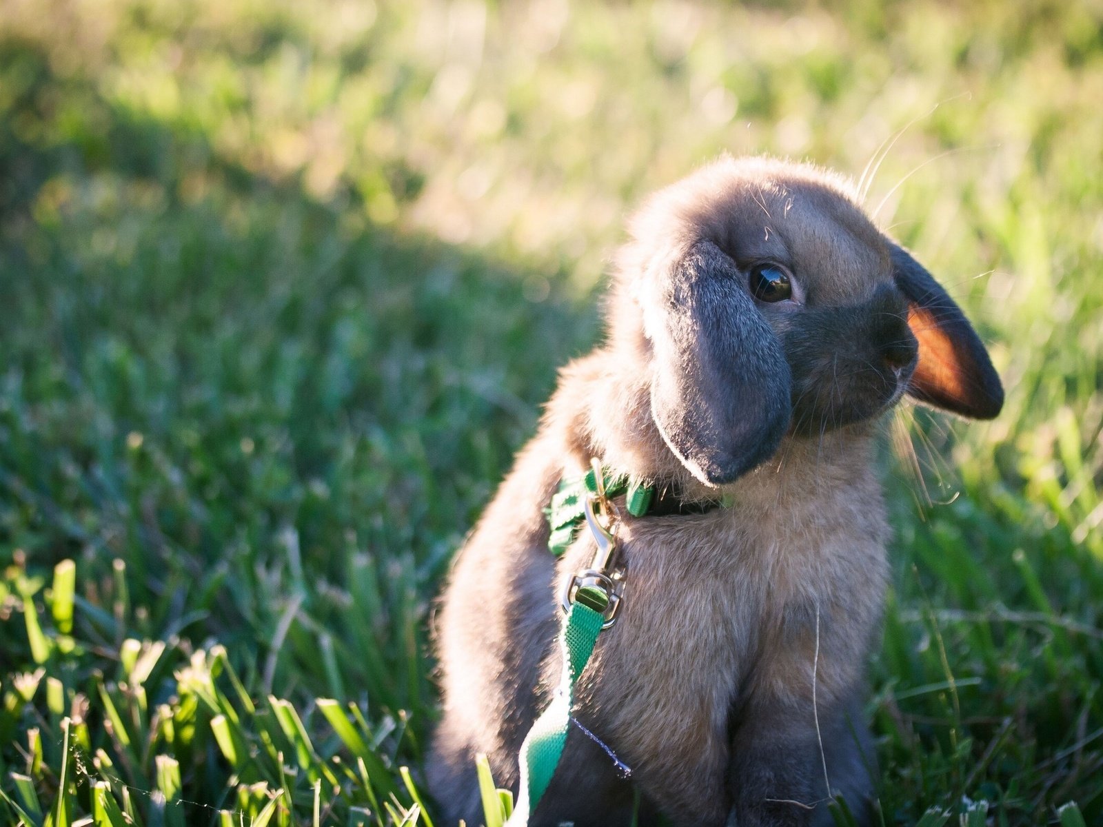 Обои трава, прогулка, кролик, поводок, крольчонок, grass, walk, rabbit, leash разрешение 2560x1601 Загрузить