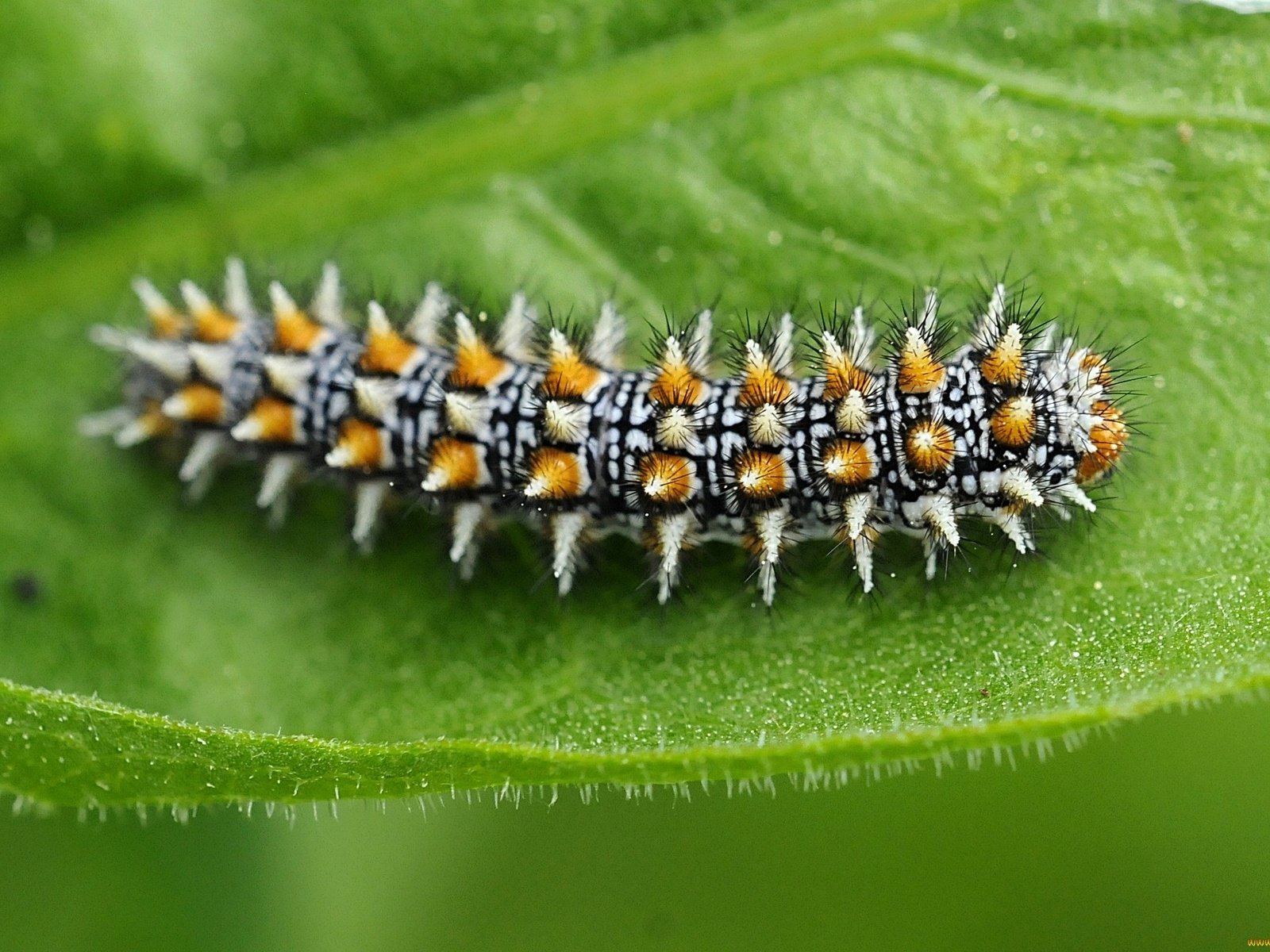 Обои макро, насекомые, листик, гусеница, macro, insects, leaf, caterpillar разрешение 2048x1360 Загрузить