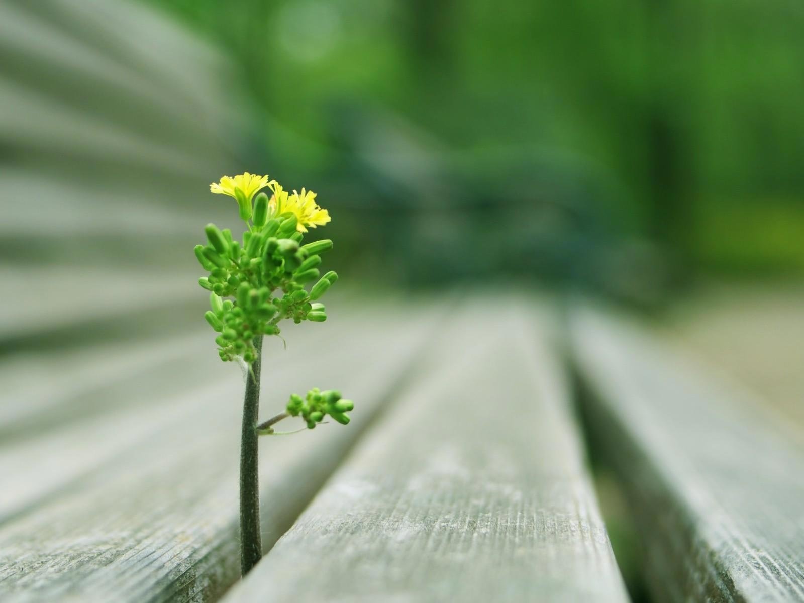 Обои цветок, скамейка, проросток сквозь скамейку, flower, bench, the seedling through the bench разрешение 1920x1200 Загрузить