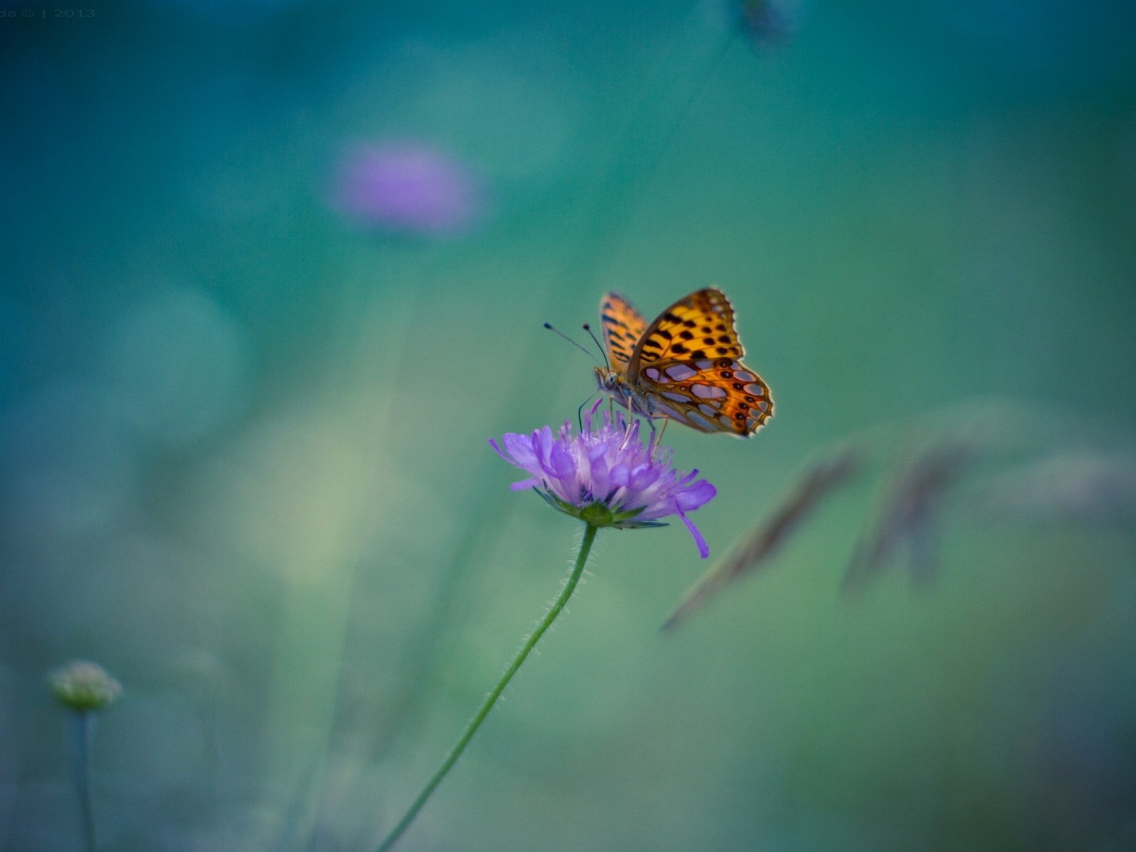 Обои цветок, бабочка, насекомые, размытость. фон, flower, butterfly, insects, blur. background разрешение 1920x1200 Загрузить