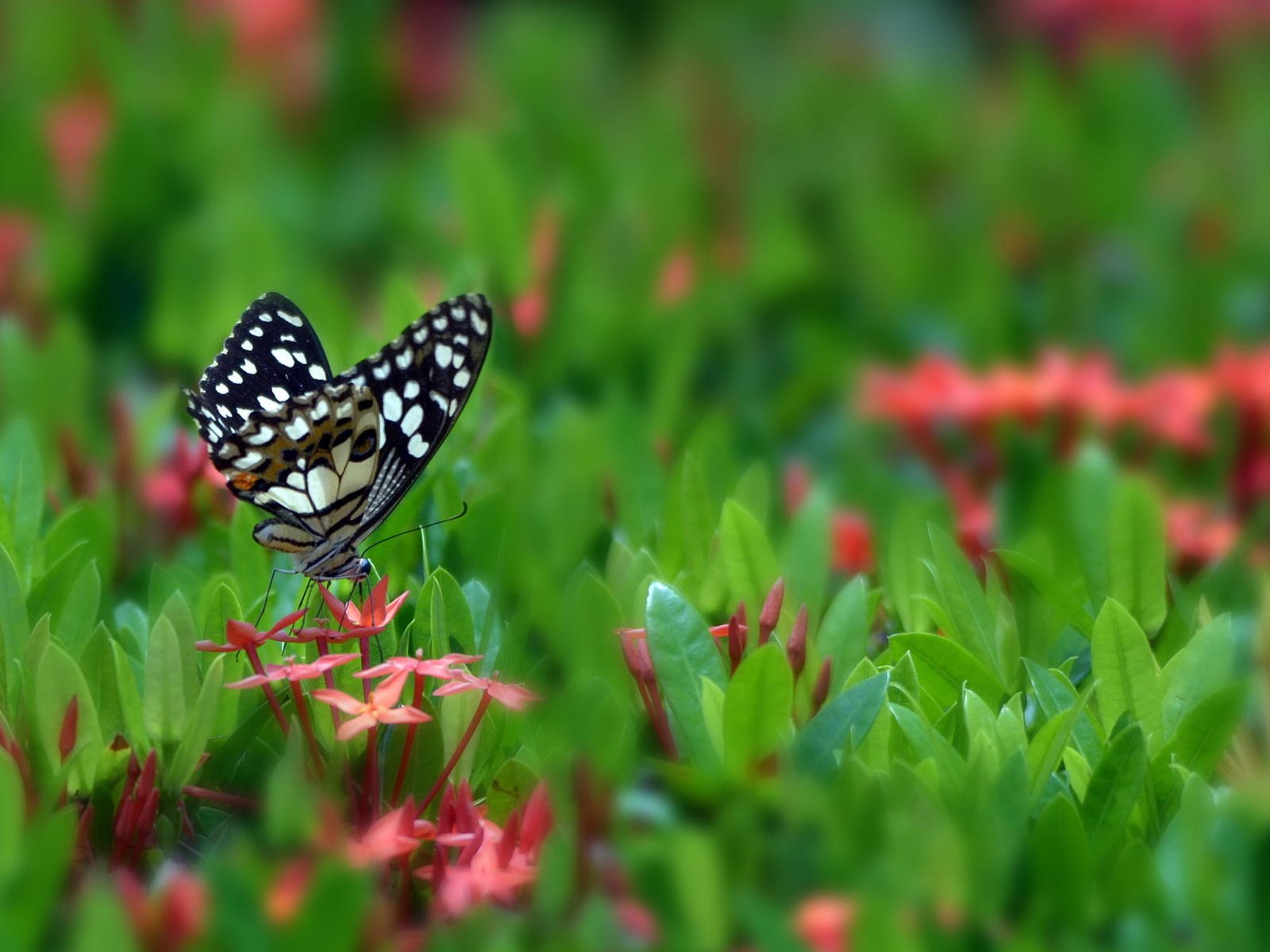 Обои цветы, бабочка, поляна, насекомые, flowers, butterfly, glade, insects разрешение 2048x1356 Загрузить