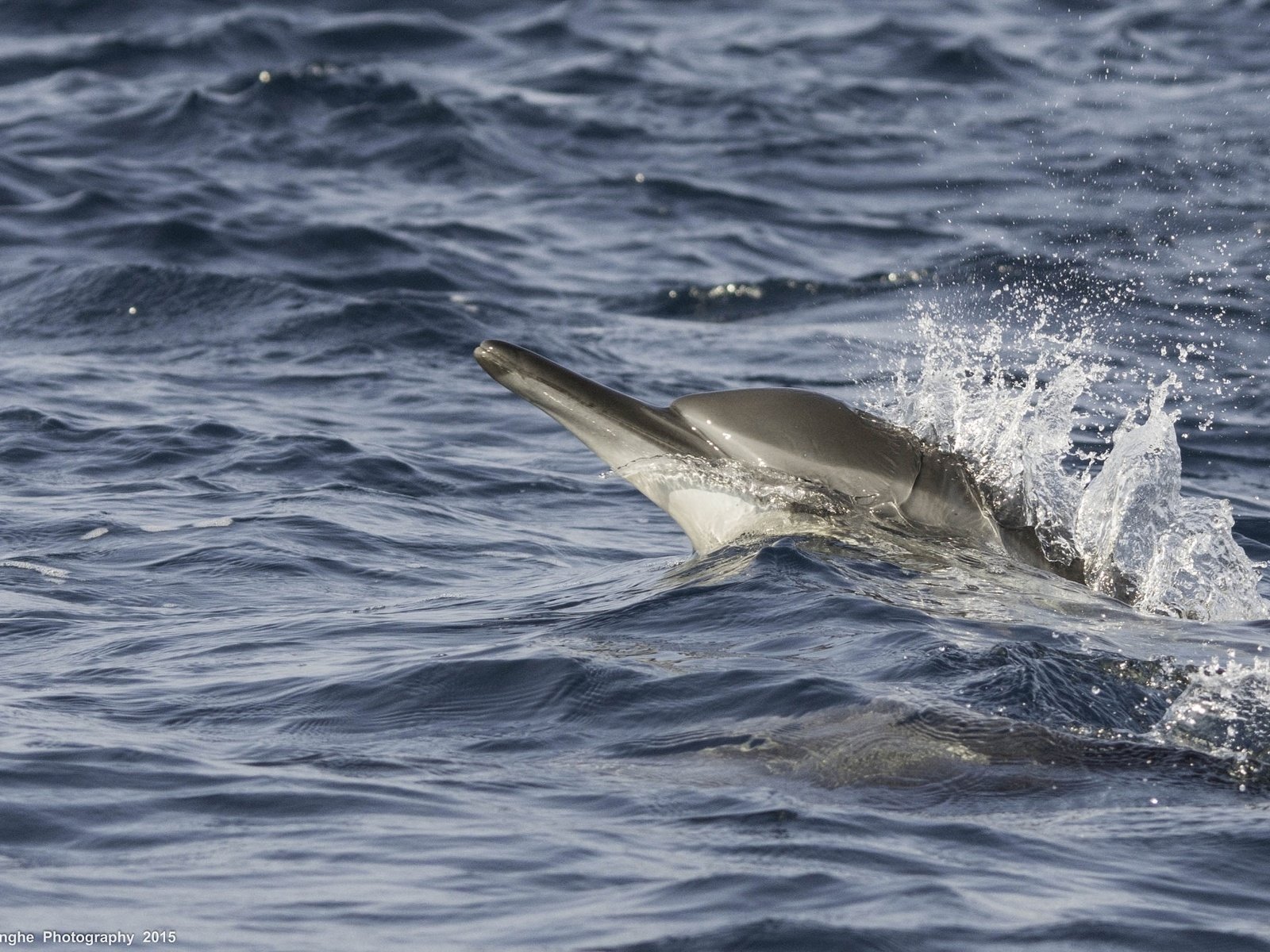 Обои волны, море, брызги, движение, дельфин, wave, sea, squirt, movement, dolphin разрешение 2255x1340 Загрузить
