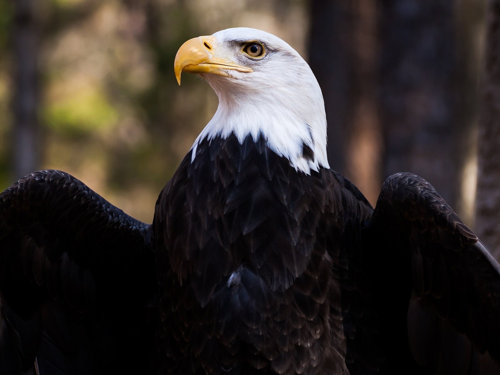 Обои крылья, орел, птица, клюв, перья, белоголовый орлан, wings, eagle, bird, beak, feathers, bald eagle разрешение 5000x3333 Загрузить