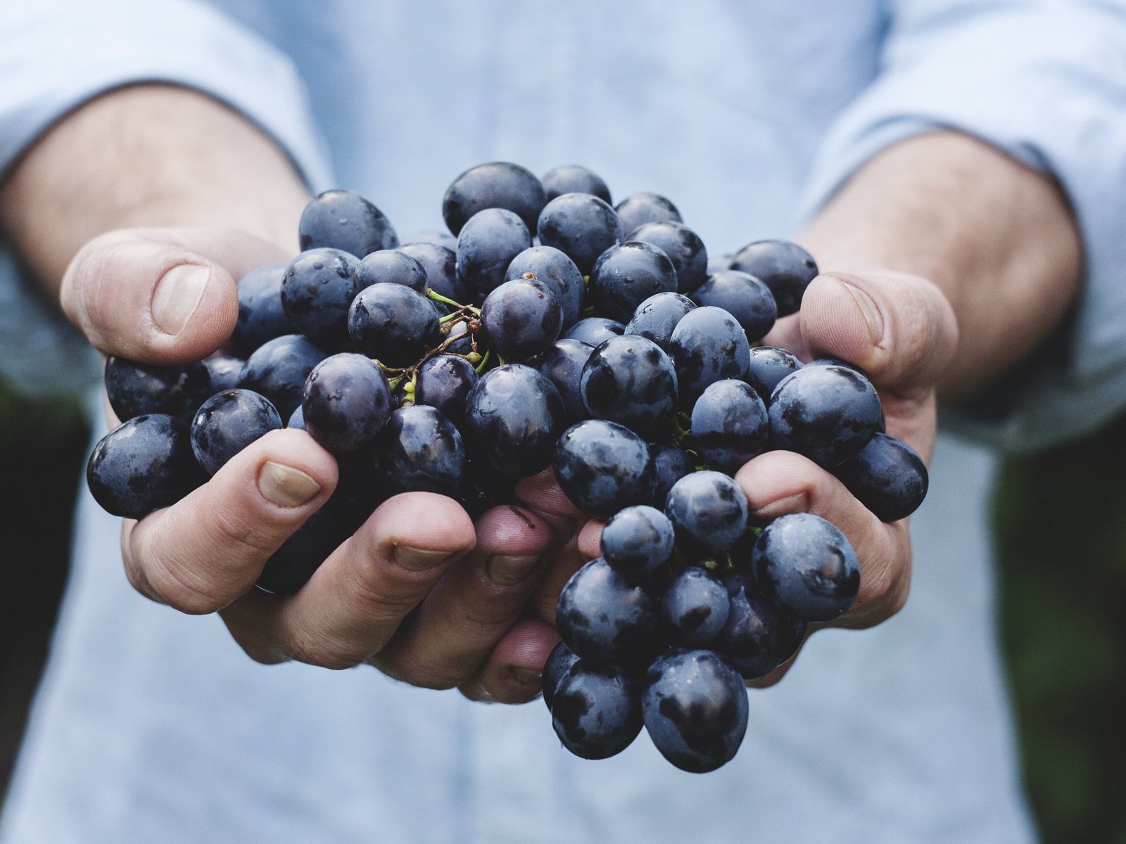 Обои виноград, красный, руки, урожай, кисть, сладкий, сочный, grapes, red, hands, harvest, brush, sweet, juicy разрешение 3888x2592 Загрузить