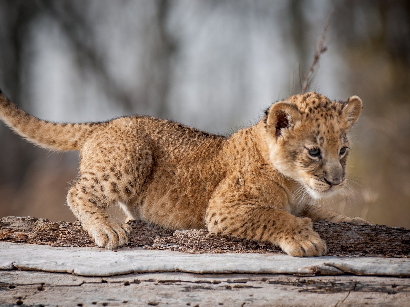 Обои взгляд, кошки, лев, львёнок, детеныш, дикие, look, cats, leo, lion, cub, wild разрешение 2048x1409 Загрузить