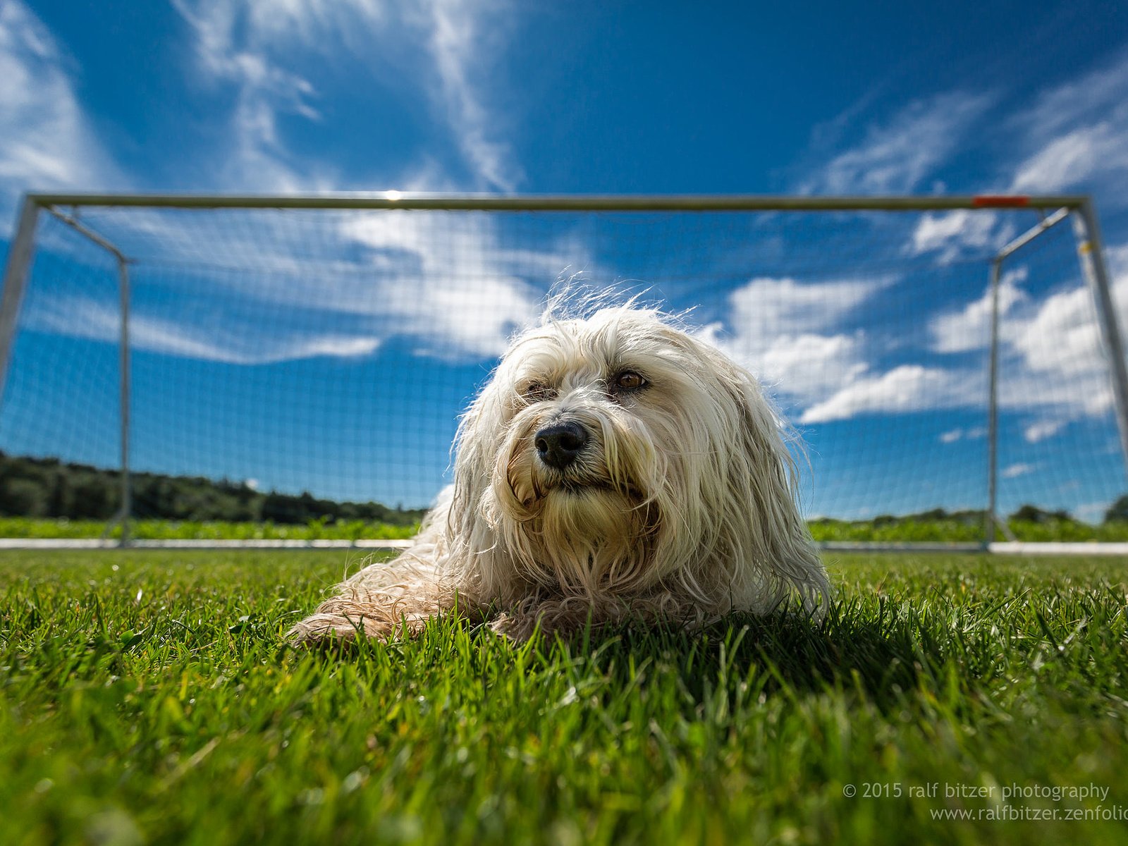 Обои трава, поле, собака, гаванский бишон, бишон, ralf bitzer, grass, field, dog, the havanese, bichon разрешение 2048x1365 Загрузить