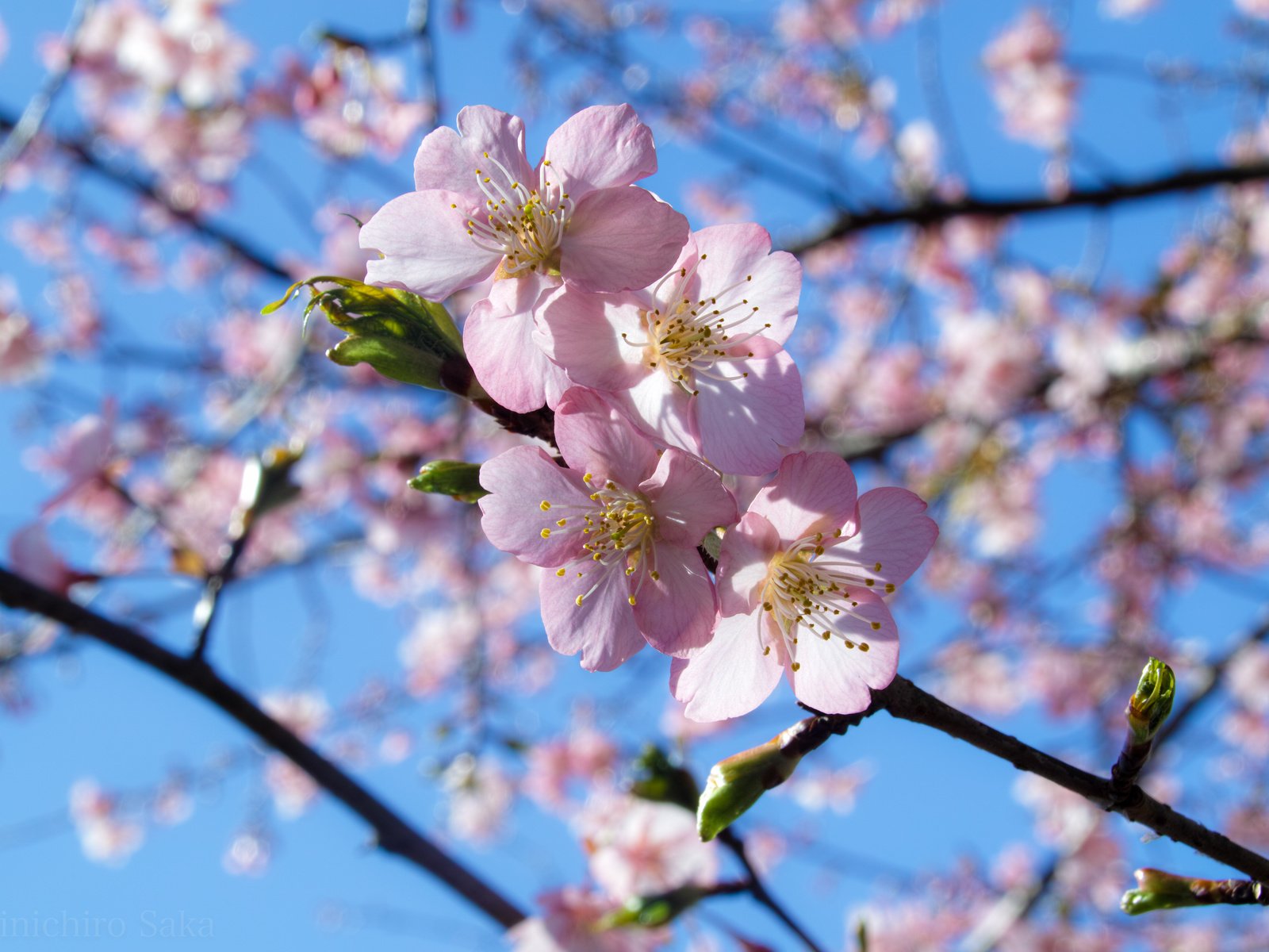 Обои небо, ветка, цветение, весна, the sky, branch, flowering, spring разрешение 4704x3136 Загрузить