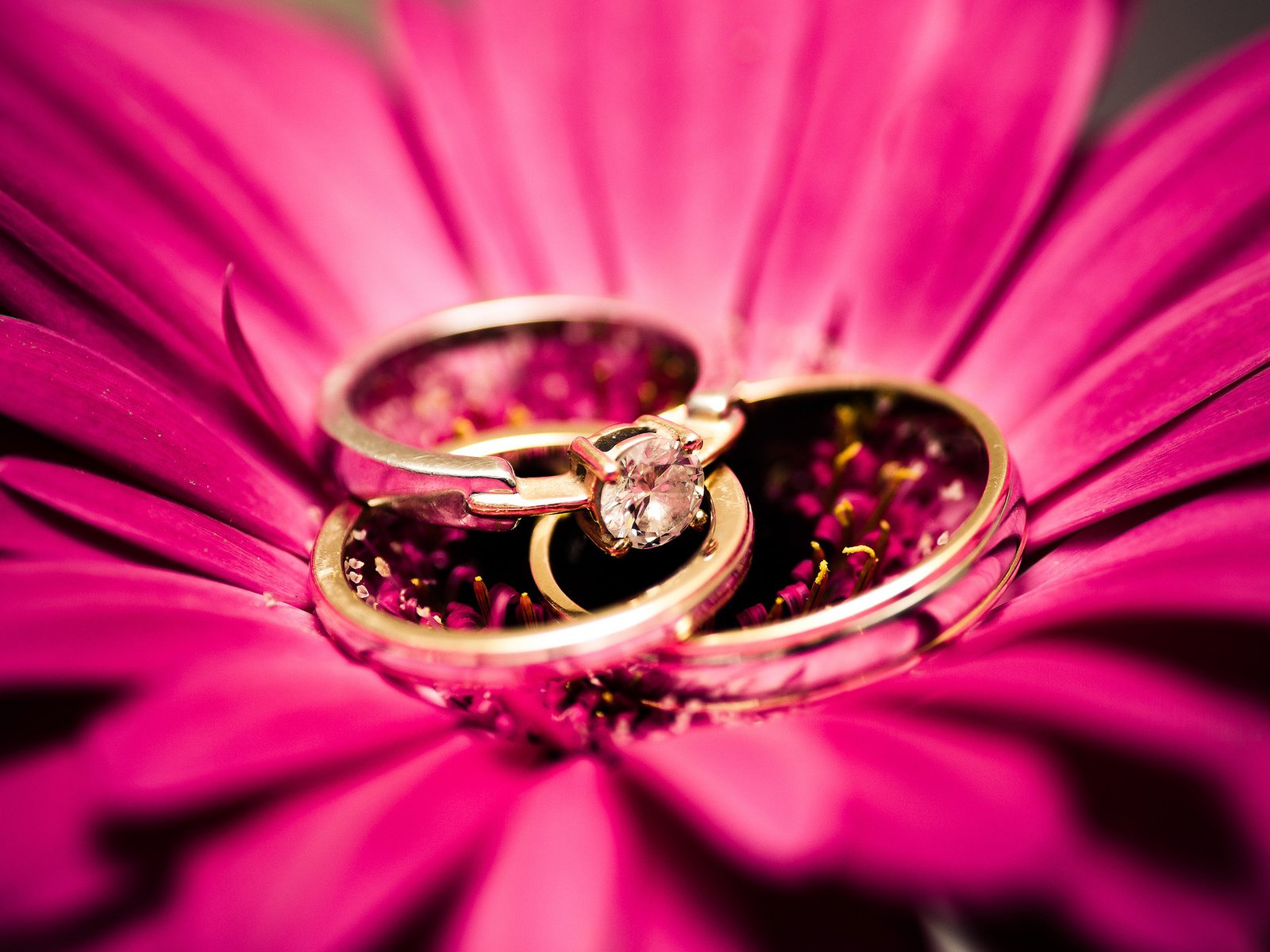 Обои цветок, камень, кольца, flower, stone, ring разрешение 2048x1356 Загрузить