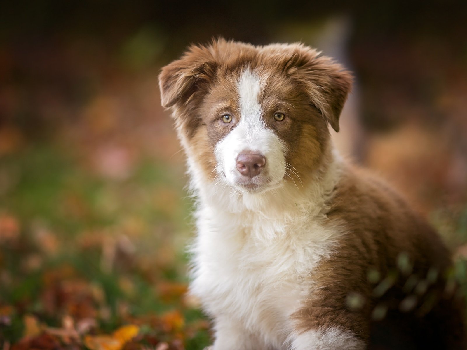 Обои взгляд, собака, щенок, австралийская овчарка, аусси, look, dog, puppy, australian shepherd, aussie разрешение 2048x1365 Загрузить