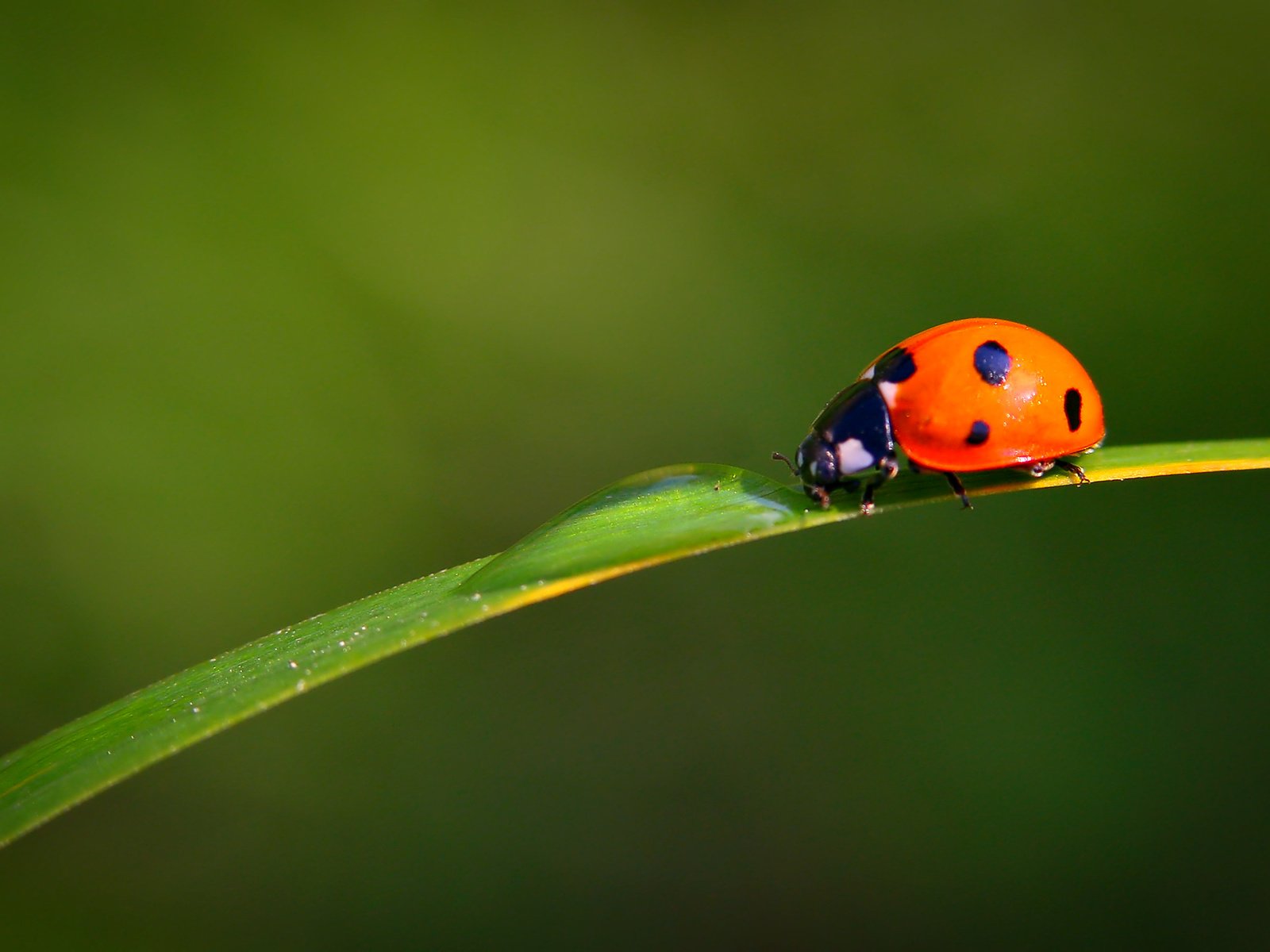 Обои вода, насекомое, капли, лист, божья коровка, травинка, water, insect, drops, sheet, ladybug, a blade of grass разрешение 2435x1623 Загрузить