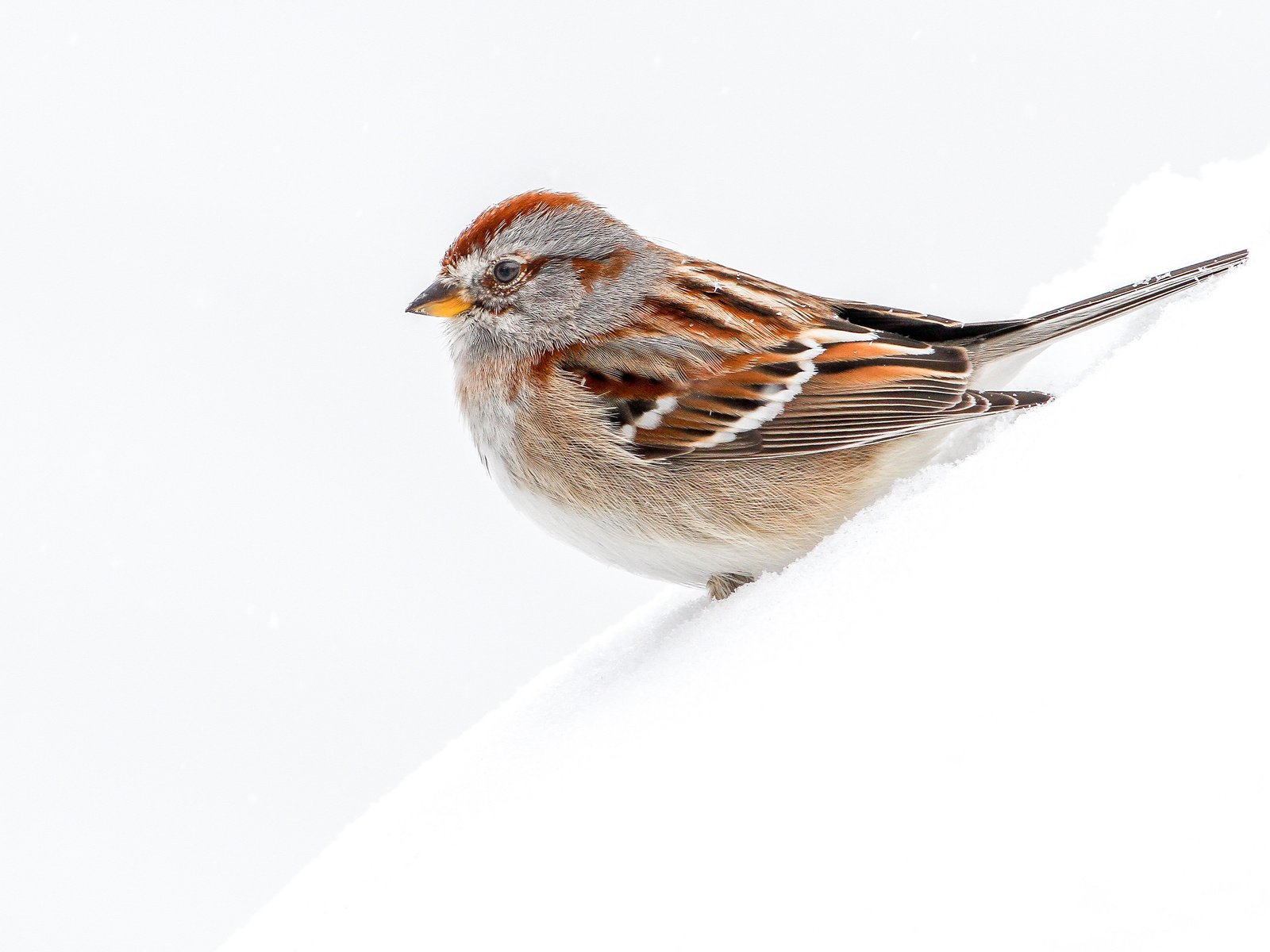 Обои снег, макро, птица, древесная воробьиная овсянка, snow, macro, bird, arboreal passerine bunting разрешение 4040x2693 Загрузить