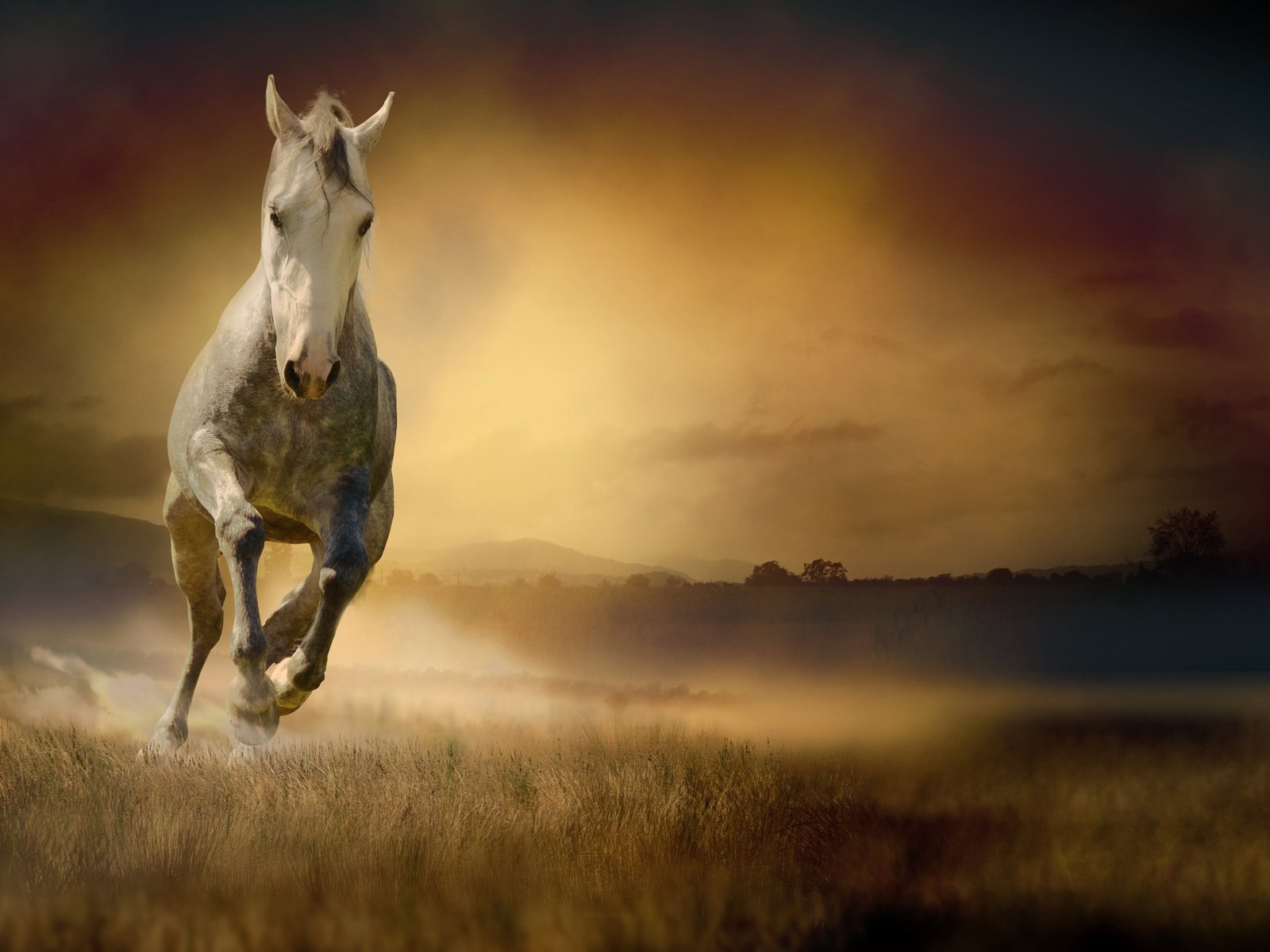 Обои лошадь, трава, поле, конь, бег, белая, horse, grass, field, running, white разрешение 4928x3264 Загрузить