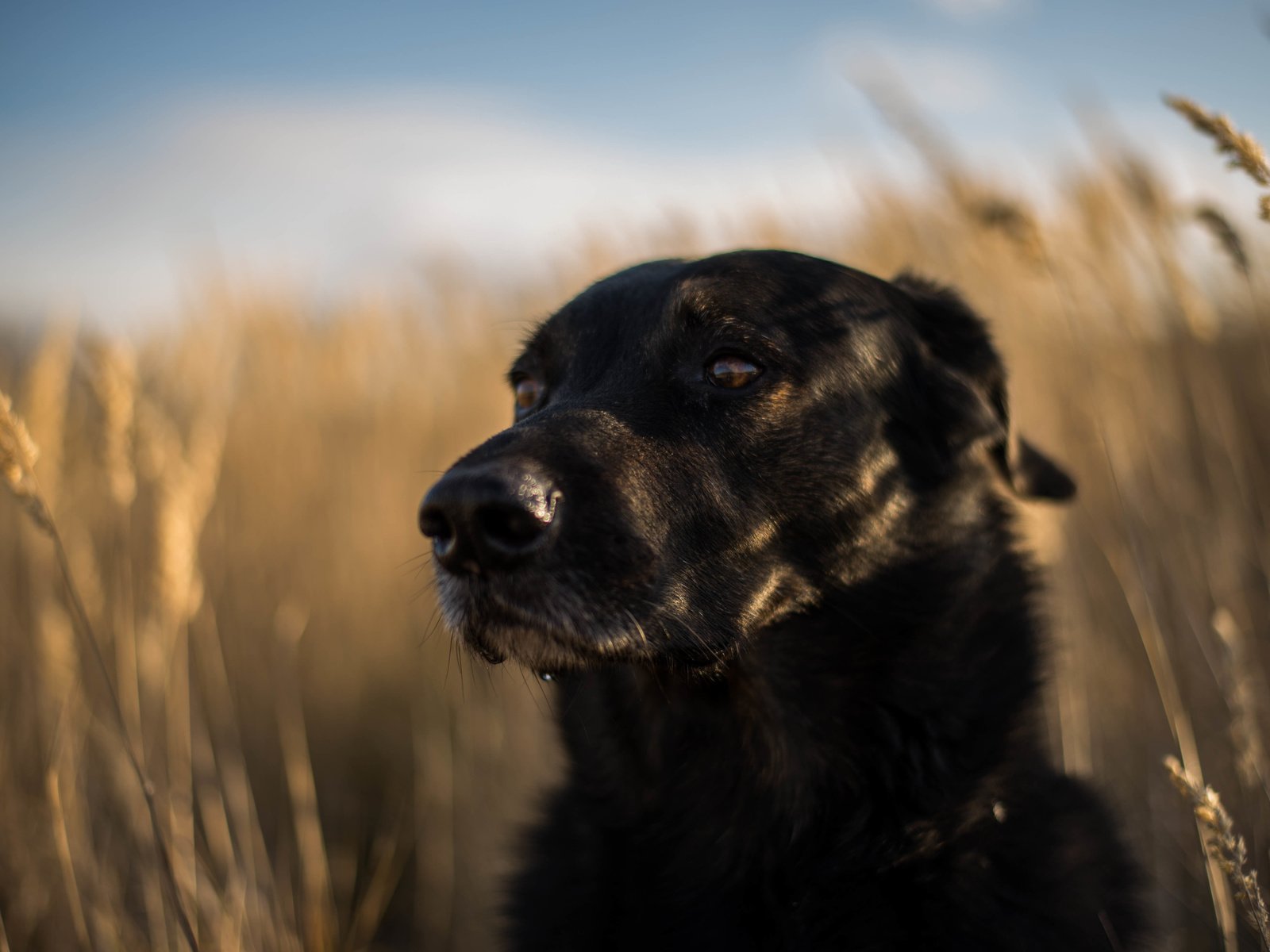 Обои мордочка, взгляд, собака, друг, лабрадор ретривер, muzzle, look, dog, each, labrador retriever разрешение 6016x4016 Загрузить