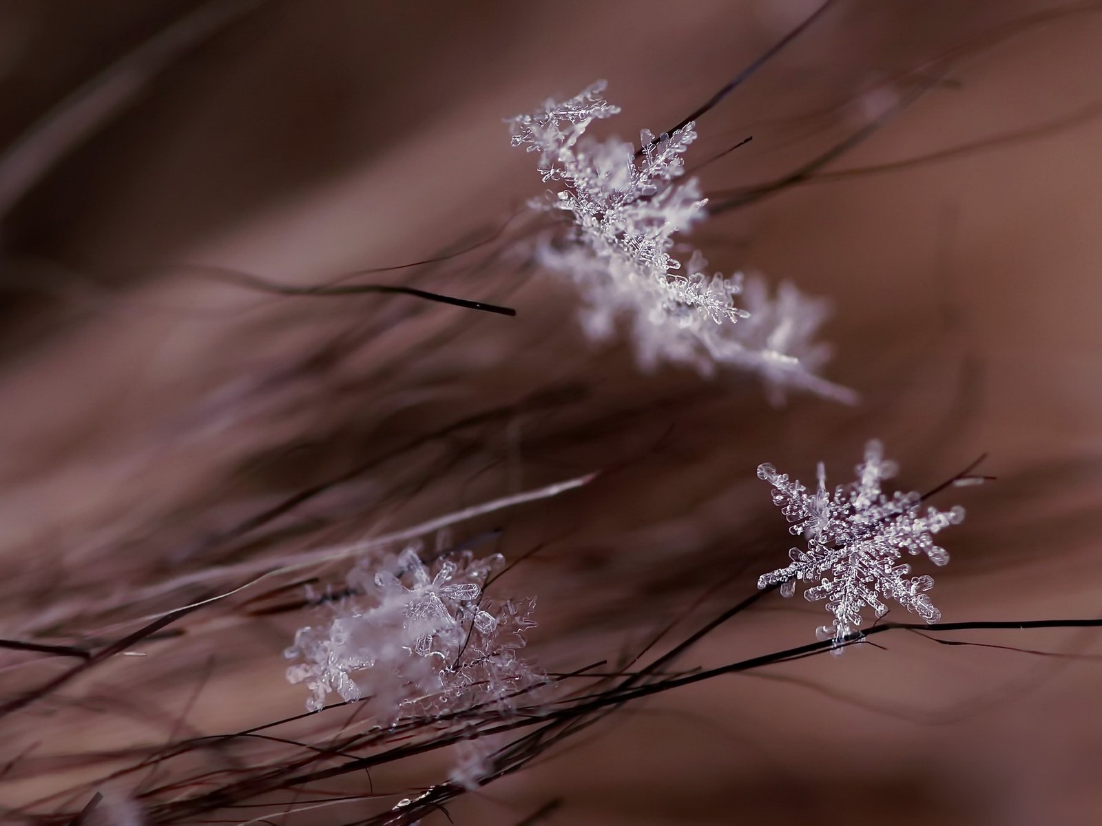 Обои макро, снежинки, фон, macro, snowflakes, background разрешение 2048x1361 Загрузить