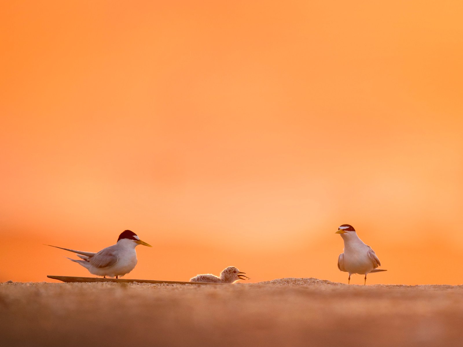 Обои небо, природа, животные, песок, размытость, птицы, крачка, ray hennessy, the sky, nature, animals, sand, blur, birds, tern разрешение 3451x2297 Загрузить