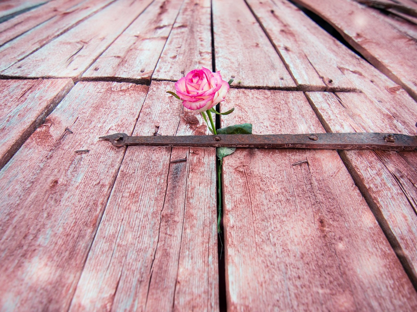 Обои цветок, роза, дверь, flower, rose, the door разрешение 2560x1541 Загрузить