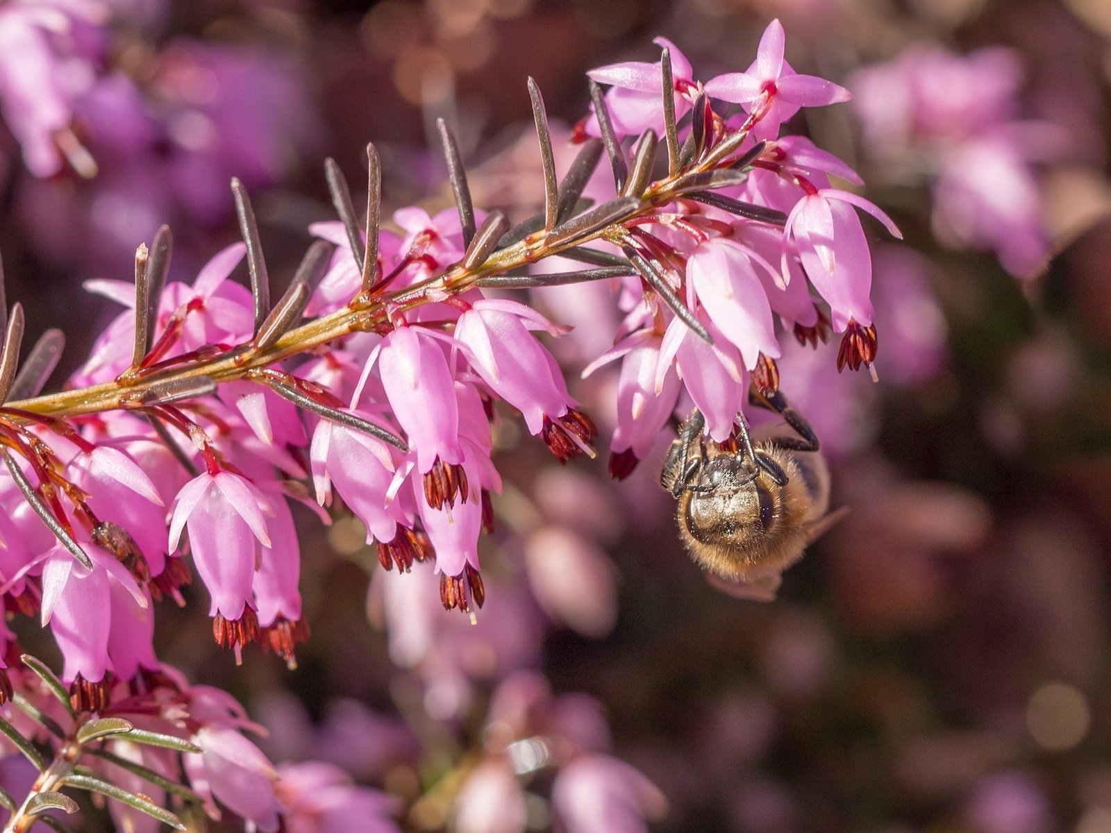 Обои цветы, макро, насекомое, пчела, вереск, flowers, macro, insect, bee, heather разрешение 2048x1378 Загрузить