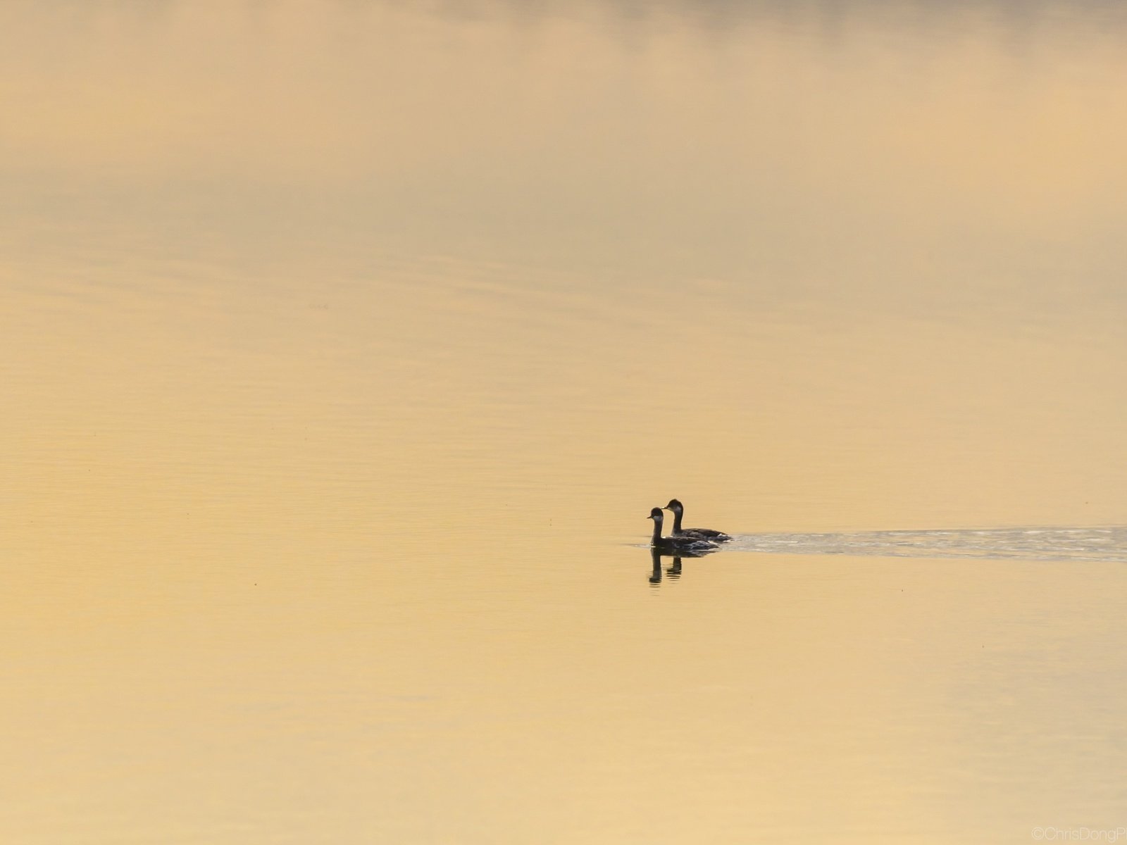 Обои озеро, природа, птицы, утки, lake, nature, birds, duck разрешение 2560x1680 Загрузить