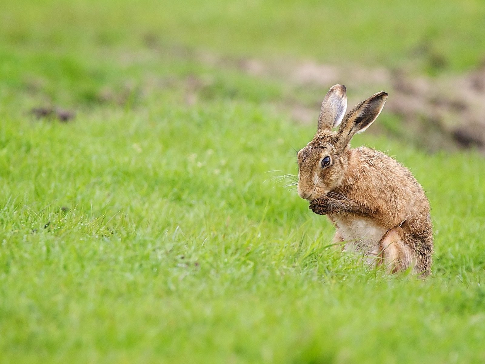 Обои трава, поле, лето, кролик, заяц, grass, field, summer, rabbit, hare разрешение 2048x1366 Загрузить