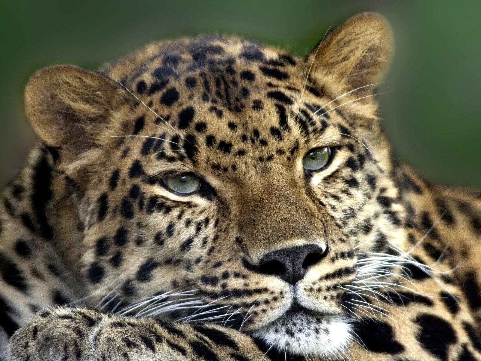 Обои глаза, морда, взгляд, леопард, хищник, зверь, eyes, face, look, leopard, predator, beast разрешение 2979x1600 Загрузить
