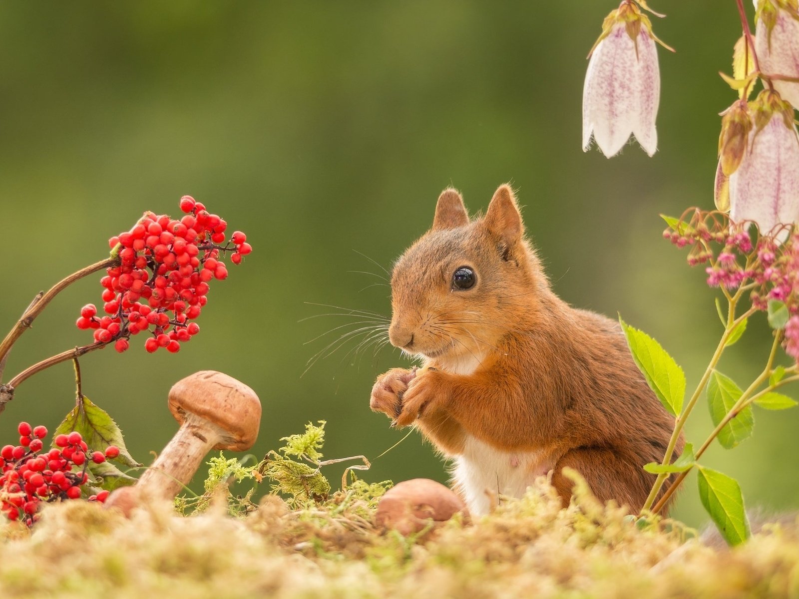 Обои цветы, природа, гриб, ягоды, животное, белка, грызун, geert weggen, flowers, nature, mushroom, berries, animal, protein, rodent разрешение 2048x1365 Загрузить