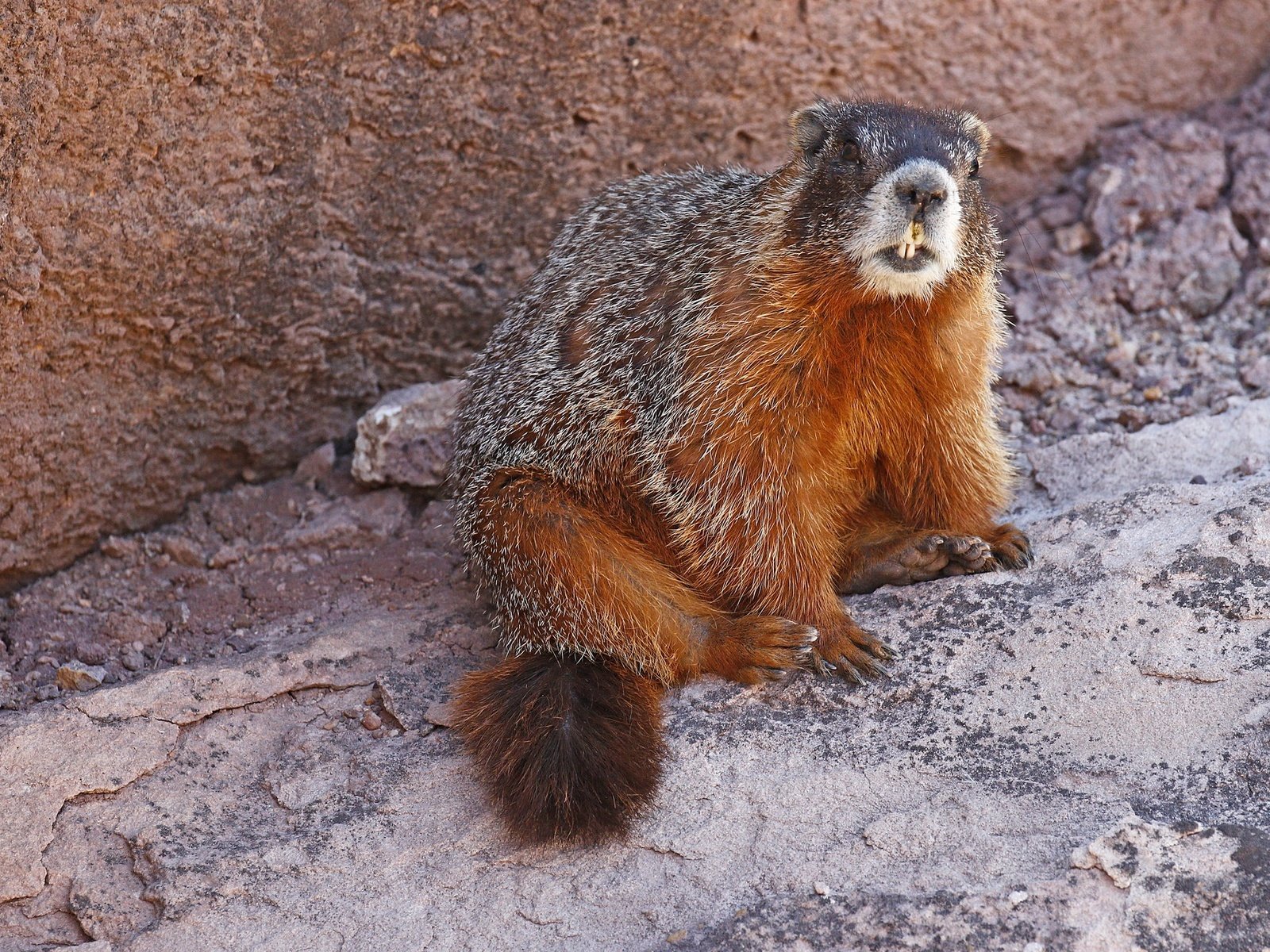 Обои природа, зубы, сурок, грызун, желтобрюхий сурок, nature, teeth, marmot, rodent, yellow-bellied marmot разрешение 2048x1335 Загрузить