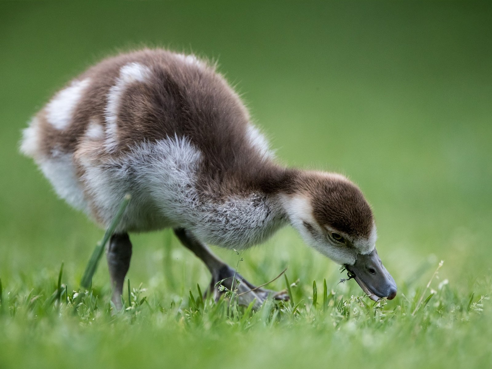 Обои птенец, птица, травка, гусь, боке, гусенок, chick, bird, weed, goose, bokeh, gosling разрешение 2048x1365 Загрузить