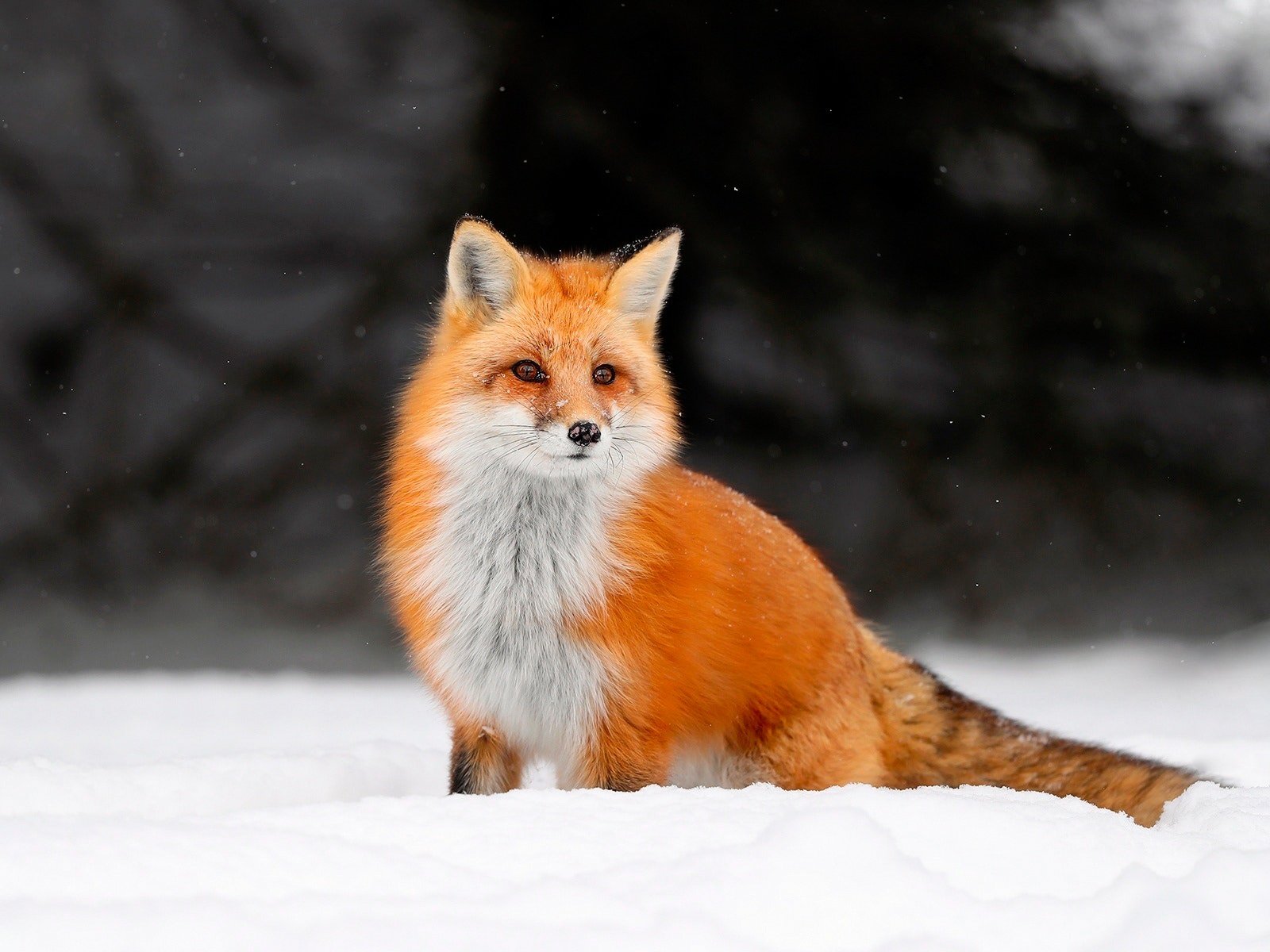 Обои снег, зима, лиса, лисица, животное, лис, snow, winter, fox, animal разрешение 1920x1200 Загрузить