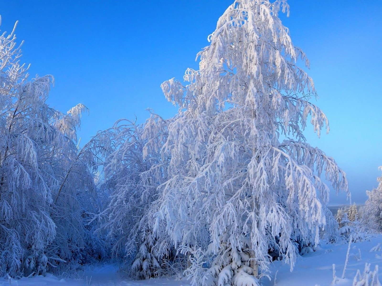 Обои небо, деревья, снег, зима, пейзаж, ветки, иней, the sky, trees, snow, winter, landscape, branches, frost разрешение 1920x1200 Загрузить