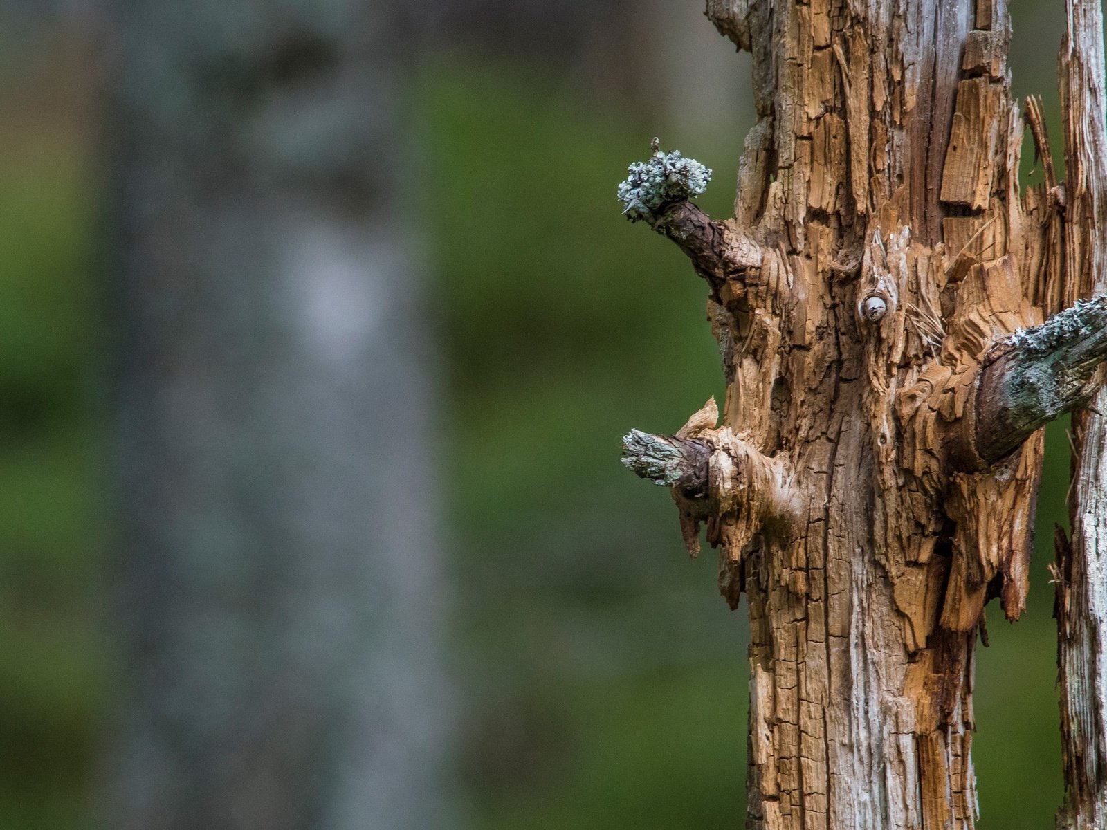 Обои природа, дерево, размытость, ствол, мертвое дерево, nature, tree, blur, trunk, dead tree разрешение 2560x1440 Загрузить