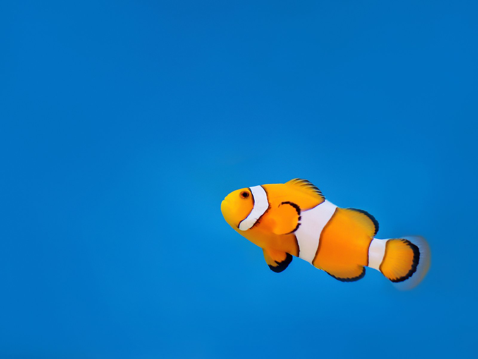 Обои вода, океан, клоун, рыба, подводный мир, рыба-клоун, water, the ocean, clown, fish, underwater world, clown fish разрешение 2560x1600 Загрузить
