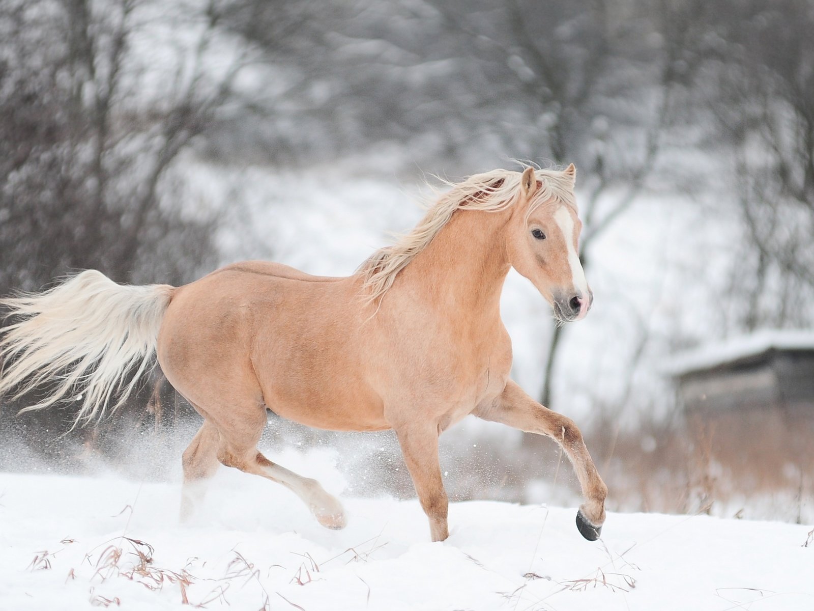 Обои лошадь, снег, зима, конь, бег, horse, snow, winter, running разрешение 2880x1800 Загрузить