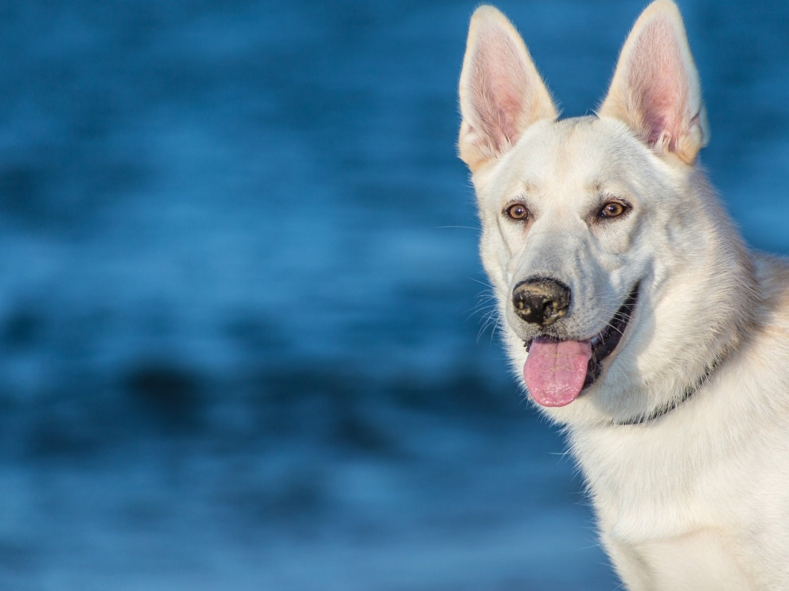 Обои морда, собака, язык, белая швейцарская овчарка, face, dog, language, the white swiss shepherd dog разрешение 1920x1200 Загрузить