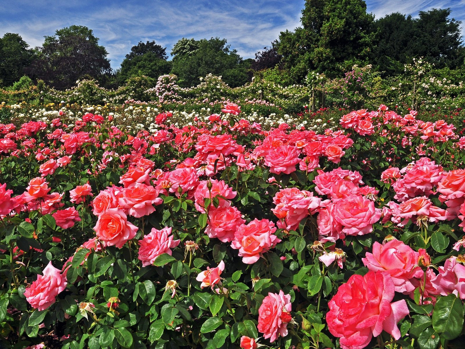 Обои цветы, деревья, парк, лондон, розы, сад, англия, regents park queens, flowers, trees, park, london, roses, garden, england разрешение 2400x1594 Загрузить