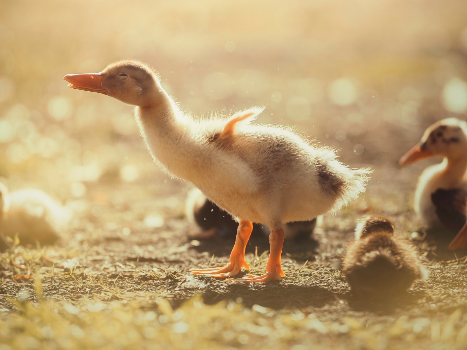 Обои птенец, утенок, природа, птицы, клюв, перья, утята, утки, птенцы, chick, nature, birds, beak, feathers, ducklings, duck, chicks разрешение 5472x3078 Загрузить