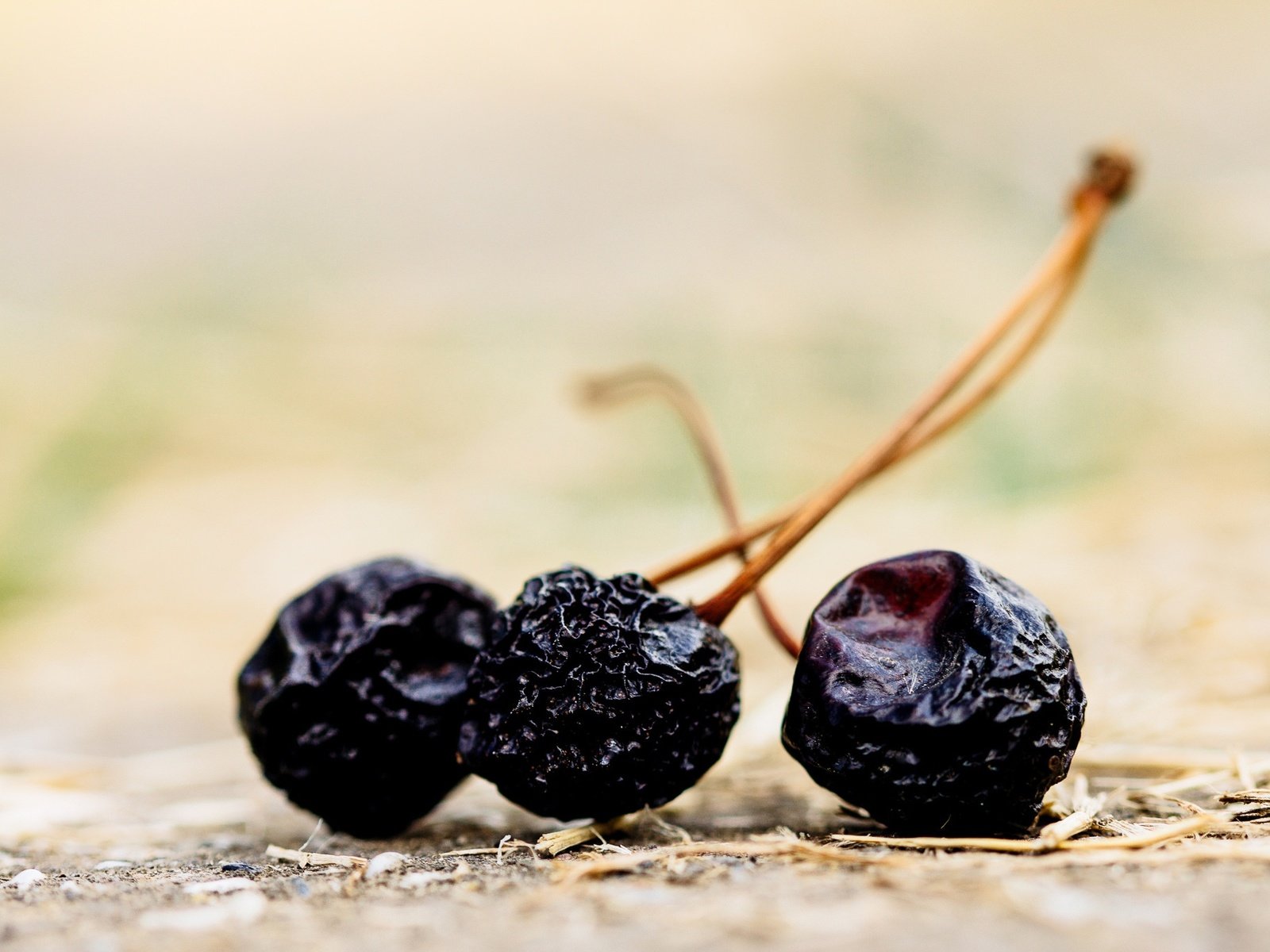 Обои макро, ягоды, вишня, сухие, macro, berries, cherry, dry разрешение 2048x1365 Загрузить