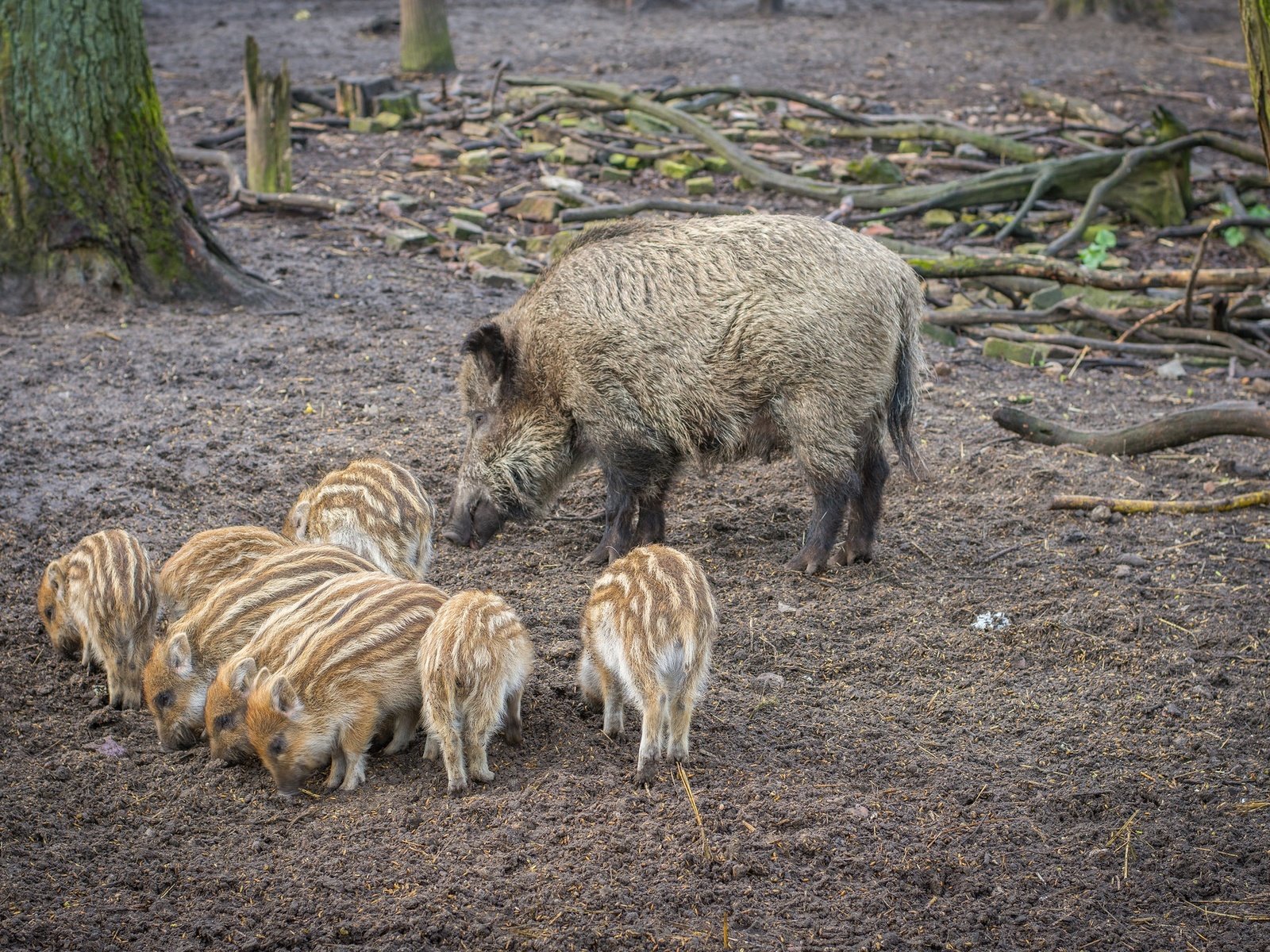 Обои мама, свинья, кабаны, кабанчики, поросята, кабанята, mom, pig, boars, hog, pigs разрешение 2048x1365 Загрузить