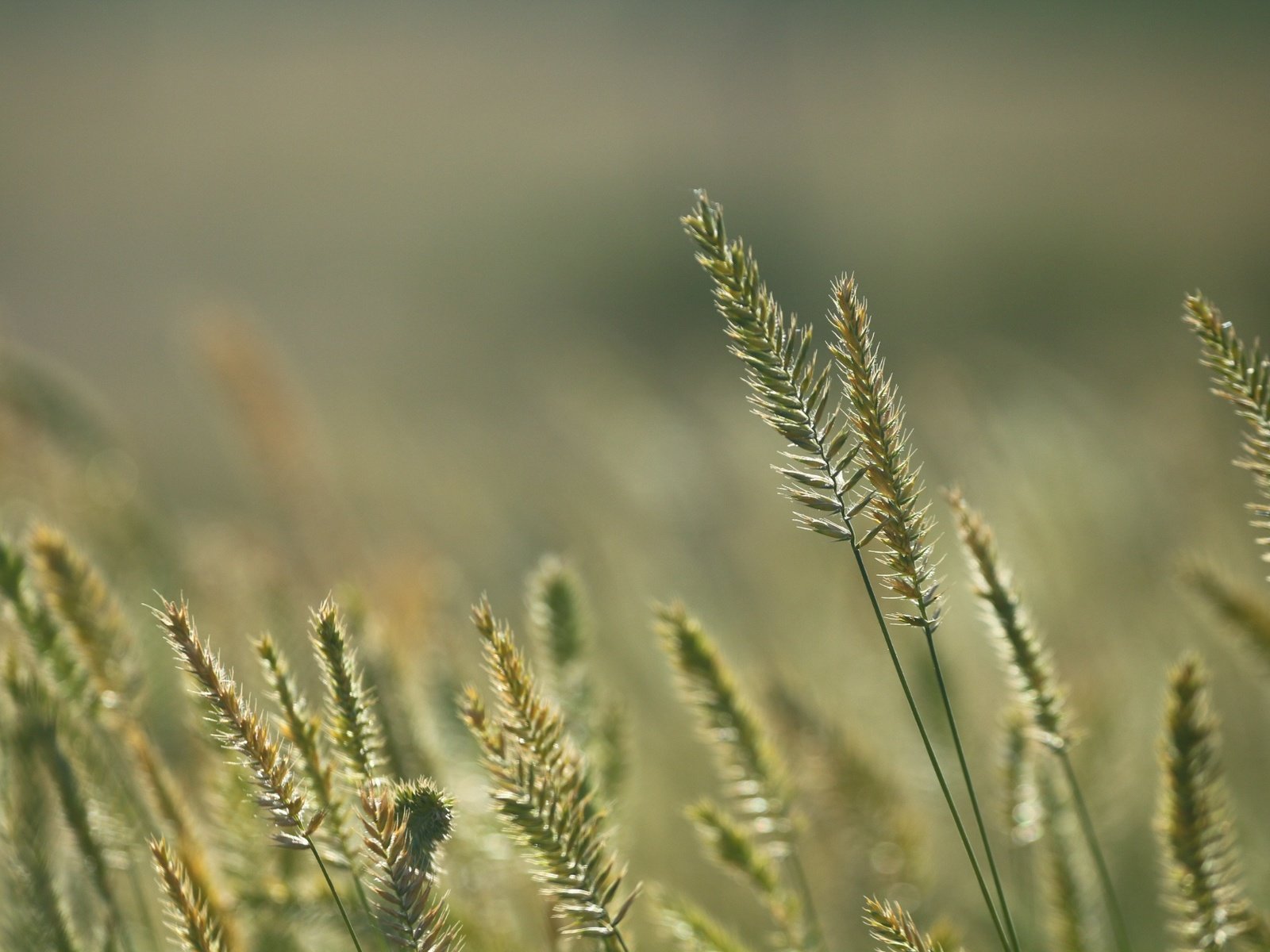 Обои трава, природа, фон, лето, колоски, стебли, grass, nature, background, summer, spikelets, stems разрешение 1920x1280 Загрузить