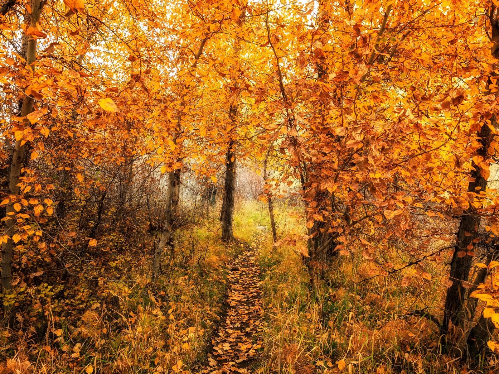 Обои деревья, природа, лес, листья, осень, тропинка, trees, nature, forest, leaves, autumn, path разрешение 2048x1365 Загрузить