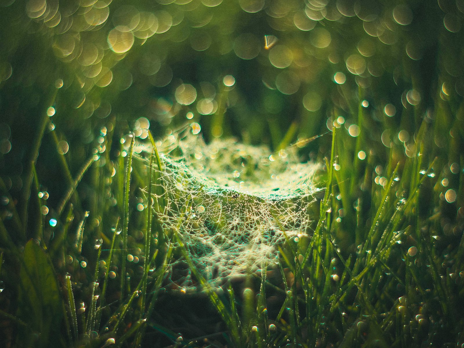 Обои трава, evgenia frolova, макро, утро, роса, капли, паутина, боке, паутинка, grass, macro, morning, rosa, drops, web, bokeh, gossamer разрешение 3840x2400 Загрузить