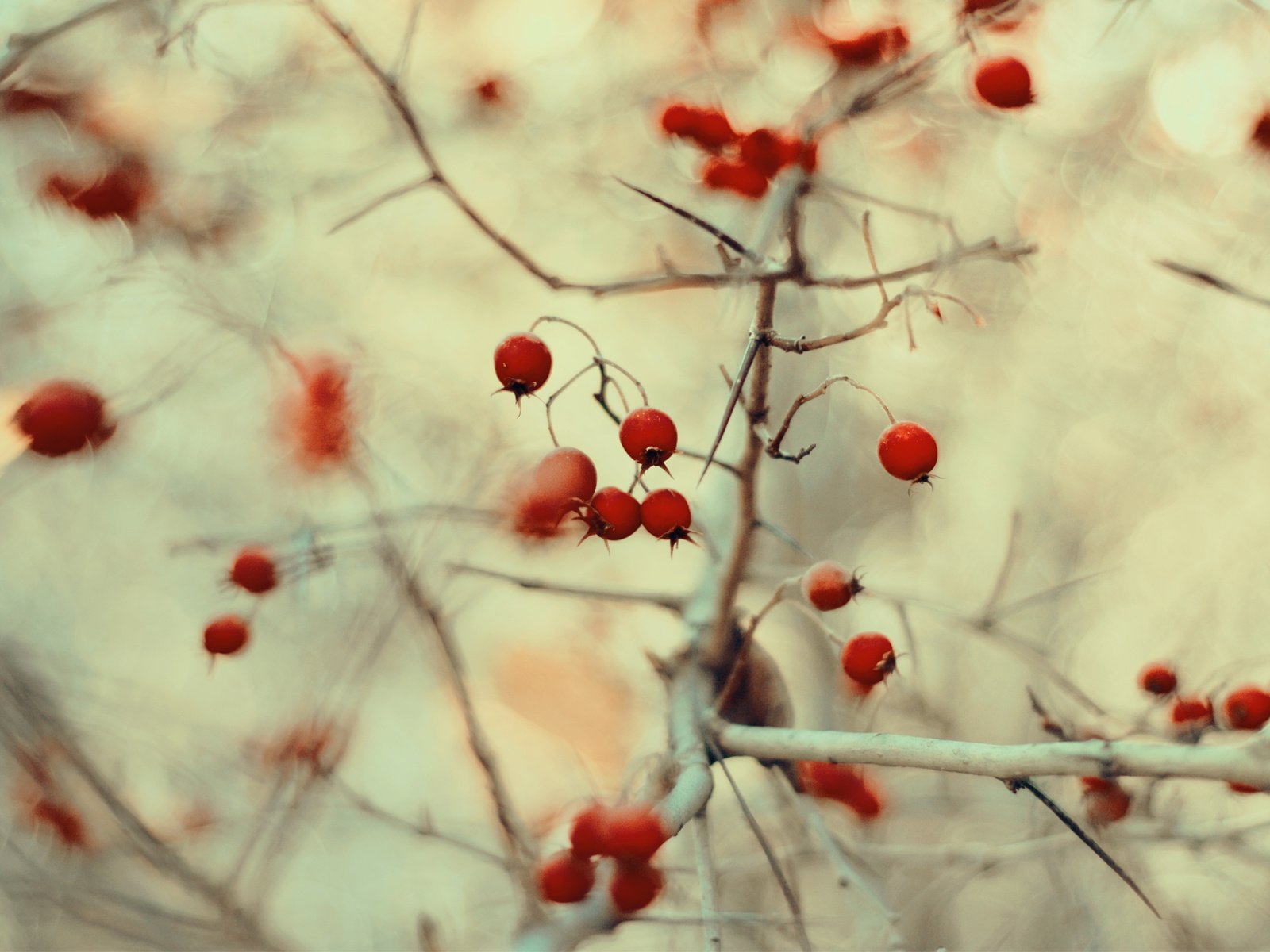 Обои природа, макро, ветки, размытость, ягоды, плоды, nature, macro, branches, blur, berries, fruit разрешение 1920x1200 Загрузить