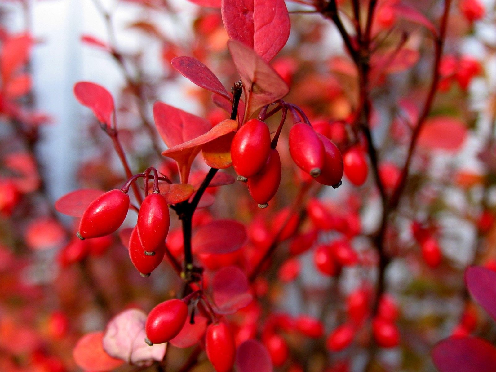 Обои листья, макро, ветки, осень, ягоды, куст, барбарис, leaves, macro, branches, autumn, berries, bush, barberry разрешение 1920x1200 Загрузить