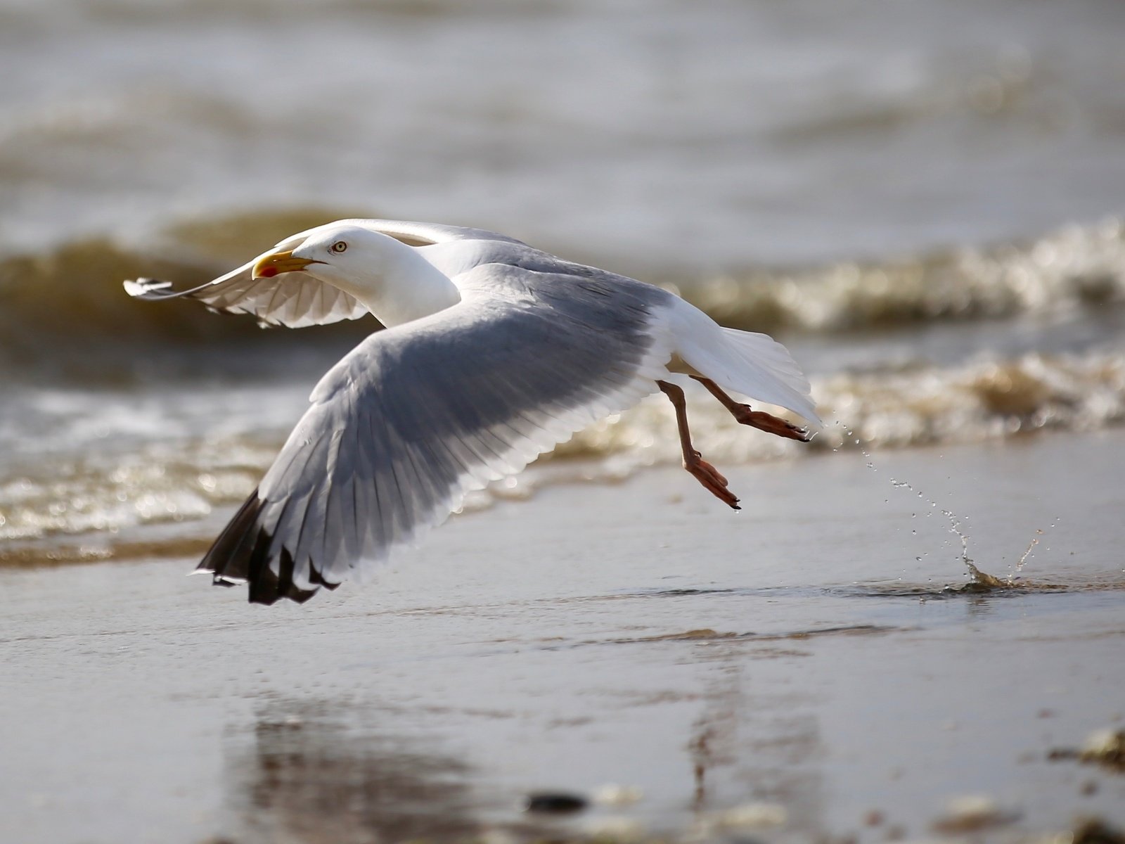 Обои полет, пляж, крылья, чайка, птица, клюв, перья, flight, beach, wings, seagull, bird, beak, feathers разрешение 5048x2091 Загрузить