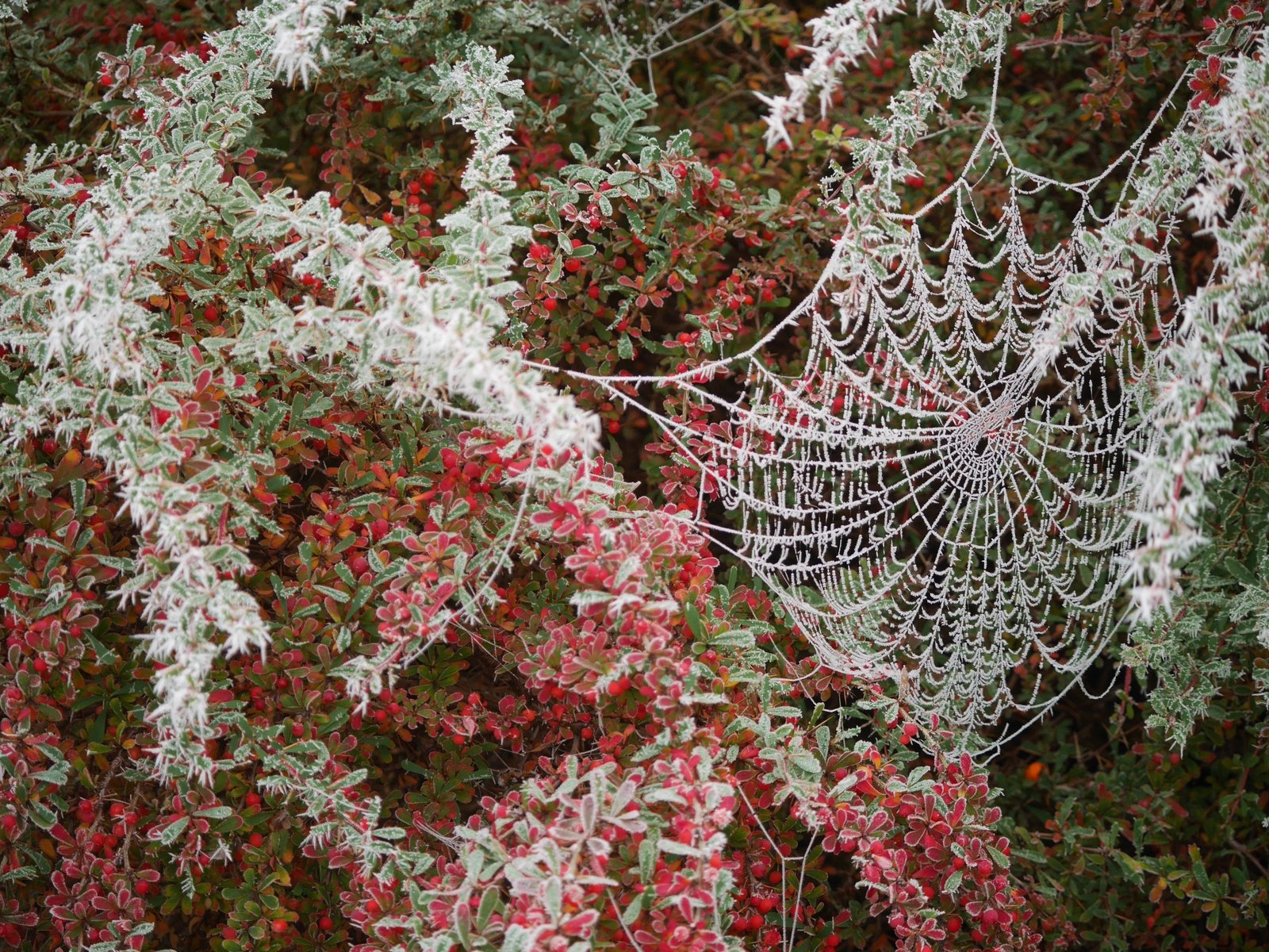 Обои листья, ветки, кусты, иней, паутина, leaves, branches, the bushes, frost, web разрешение 4592x3448 Загрузить