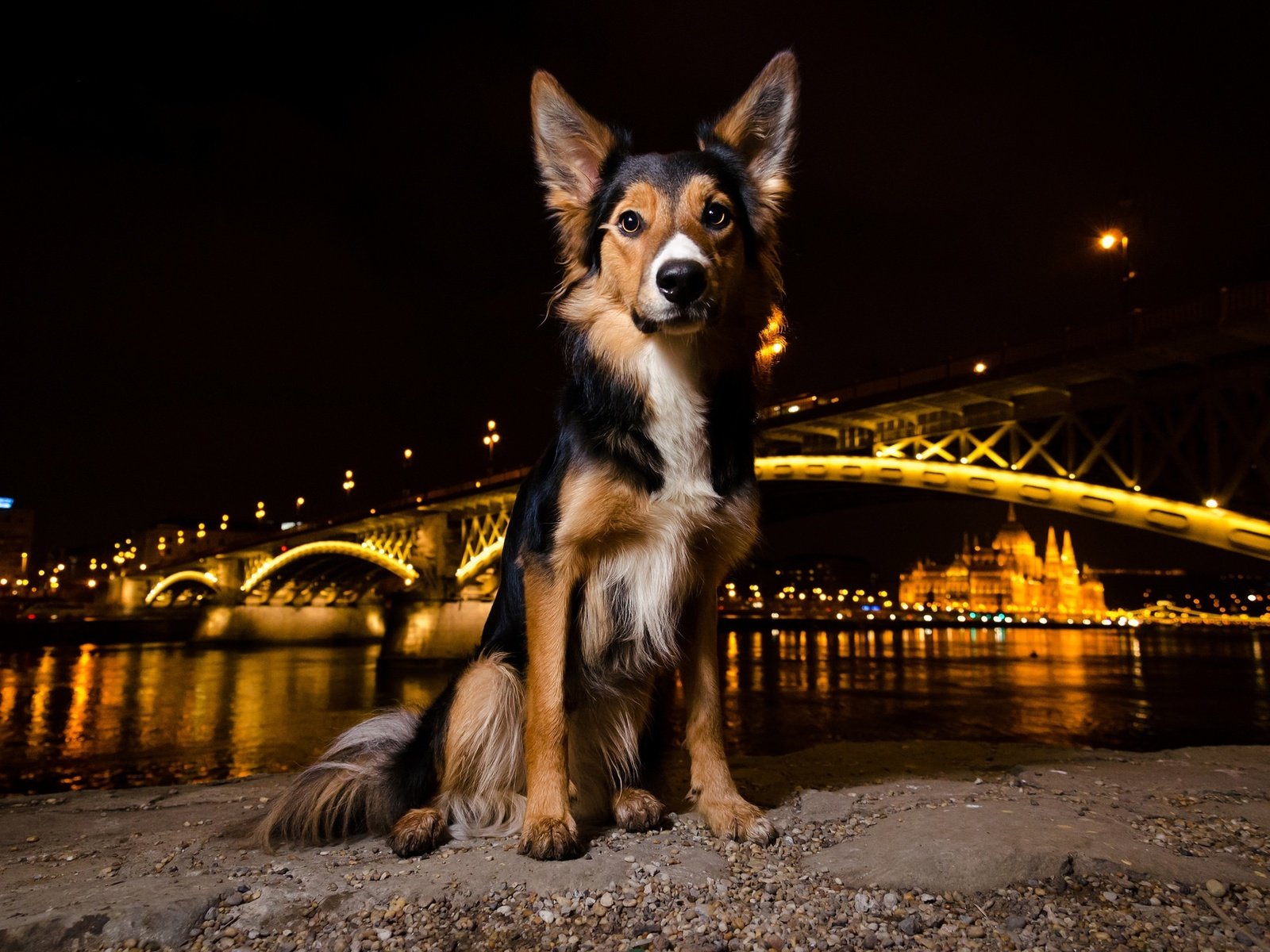 Обои ночь, огни, мордочка, мост, взгляд, собака, щенок, night, lights, muzzle, bridge, look, dog, puppy разрешение 2048x1289 Загрузить