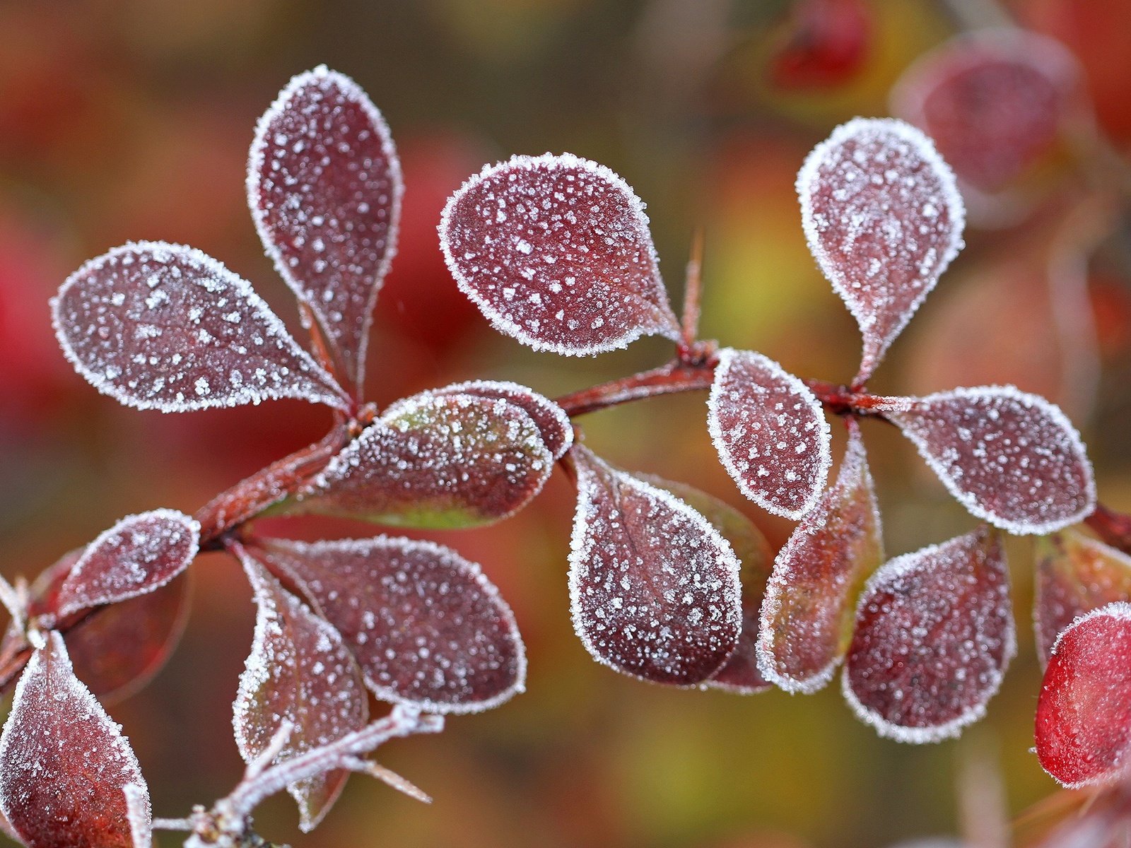 Обои ветка, листья, мороз, иней, осень, боке, барбарис, branch, leaves, frost, autumn, bokeh, barberry разрешение 2048x1366 Загрузить