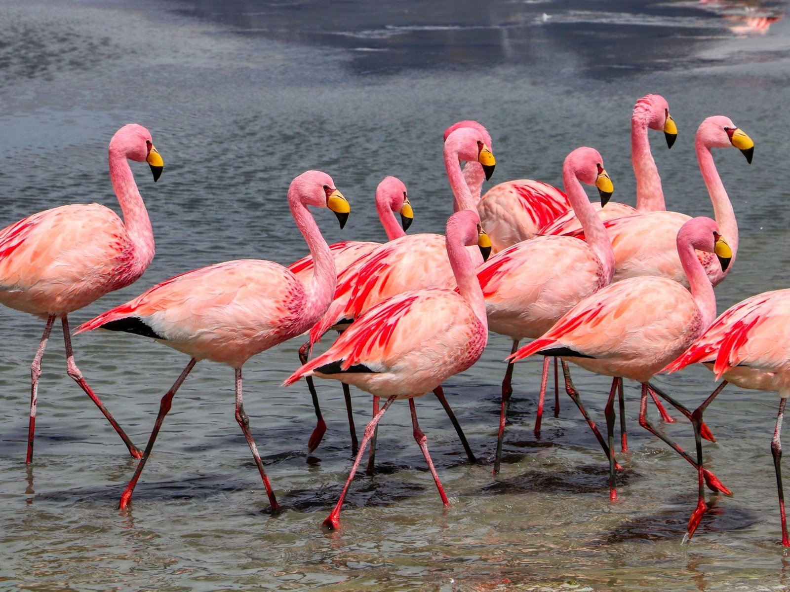 Обои берег, фламинго, водоем, птицы, много, стая, розовый фламинго, shore, flamingo, pond, birds, a lot, pack, pink flamingos разрешение 2000x1332 Загрузить