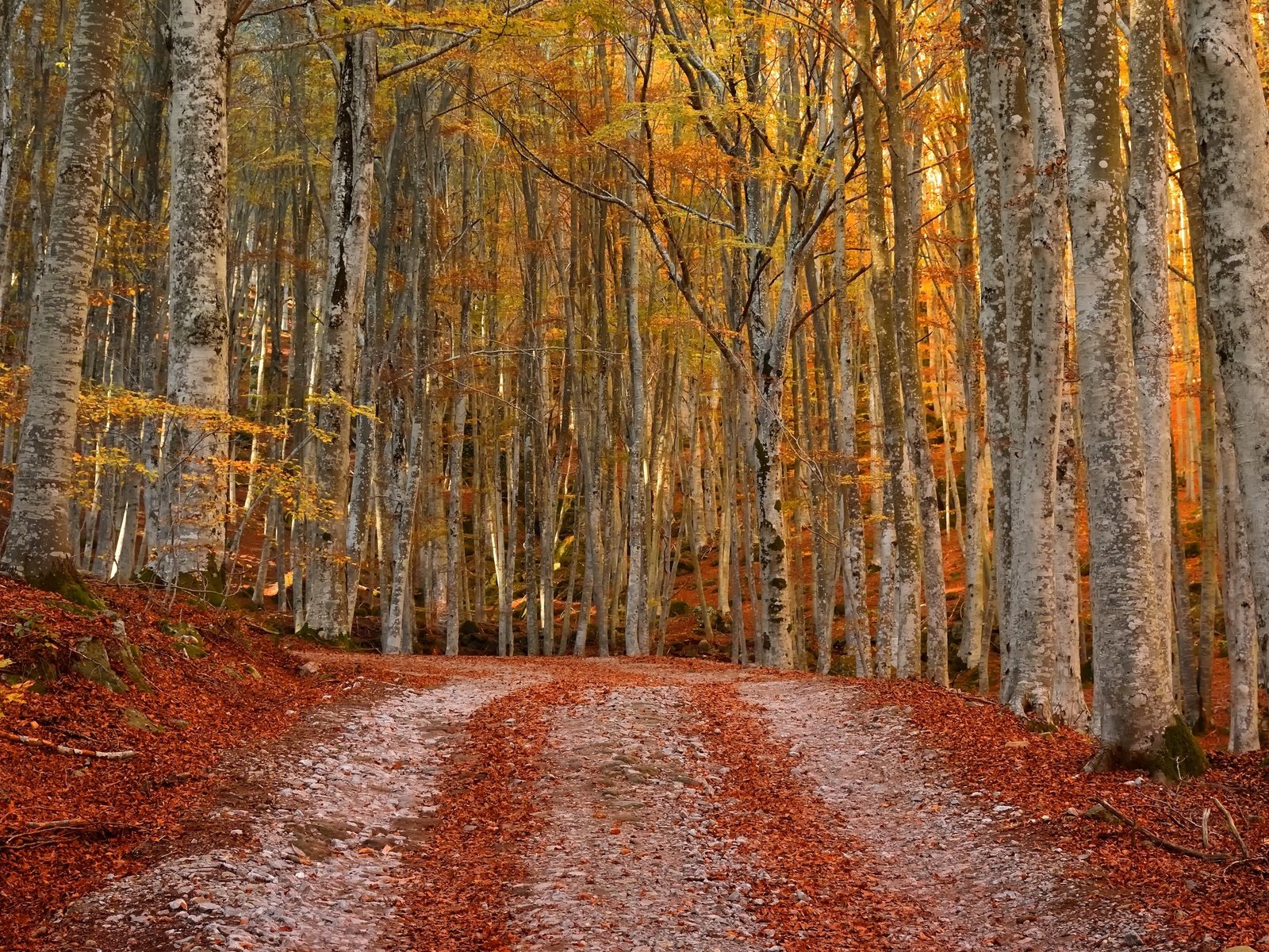 Обои лес, осень, forest, autumn разрешение 3840x2160 Загрузить