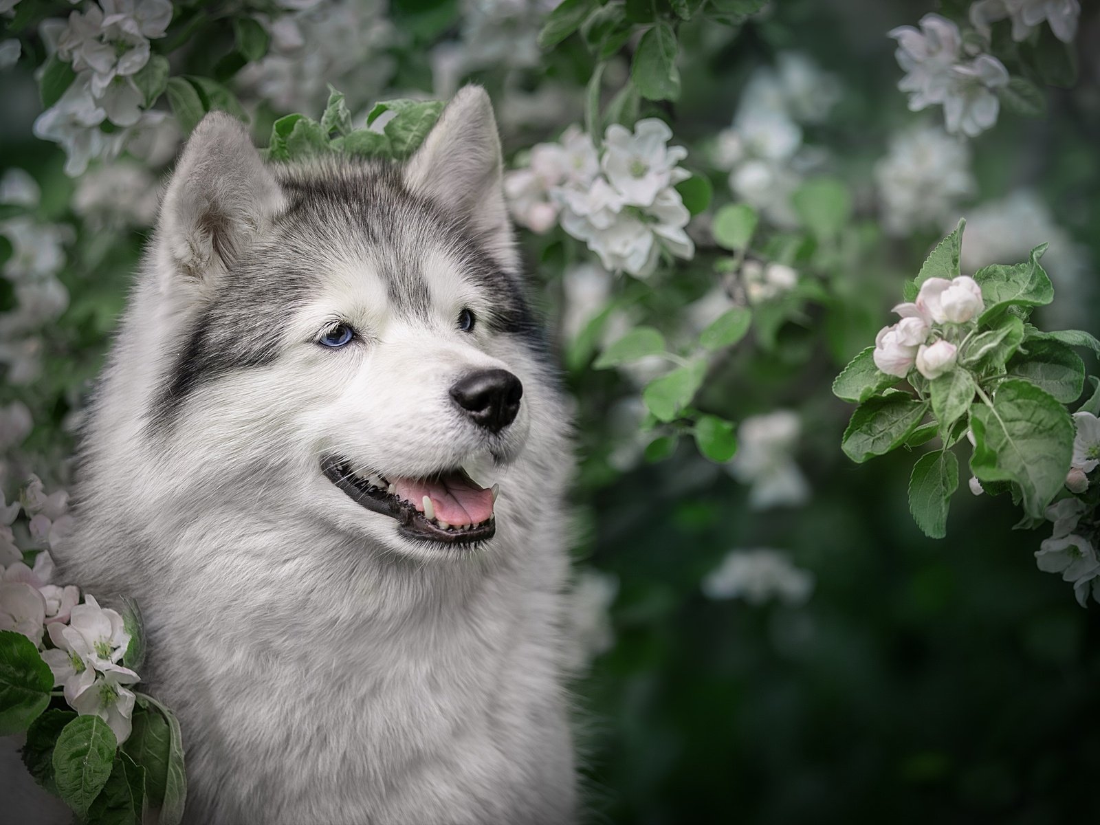 Обои морда, цветение, ветки, собака, весна, хаски, яблоня, face, flowering, branches, dog, spring, husky, apple разрешение 2560x1706 Загрузить