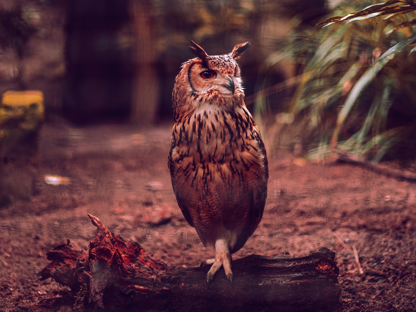 Обои сова, птица, темный фон, бревно, боке, филин, owl, bird, the dark background, log, bokeh разрешение 4255x2837 Загрузить